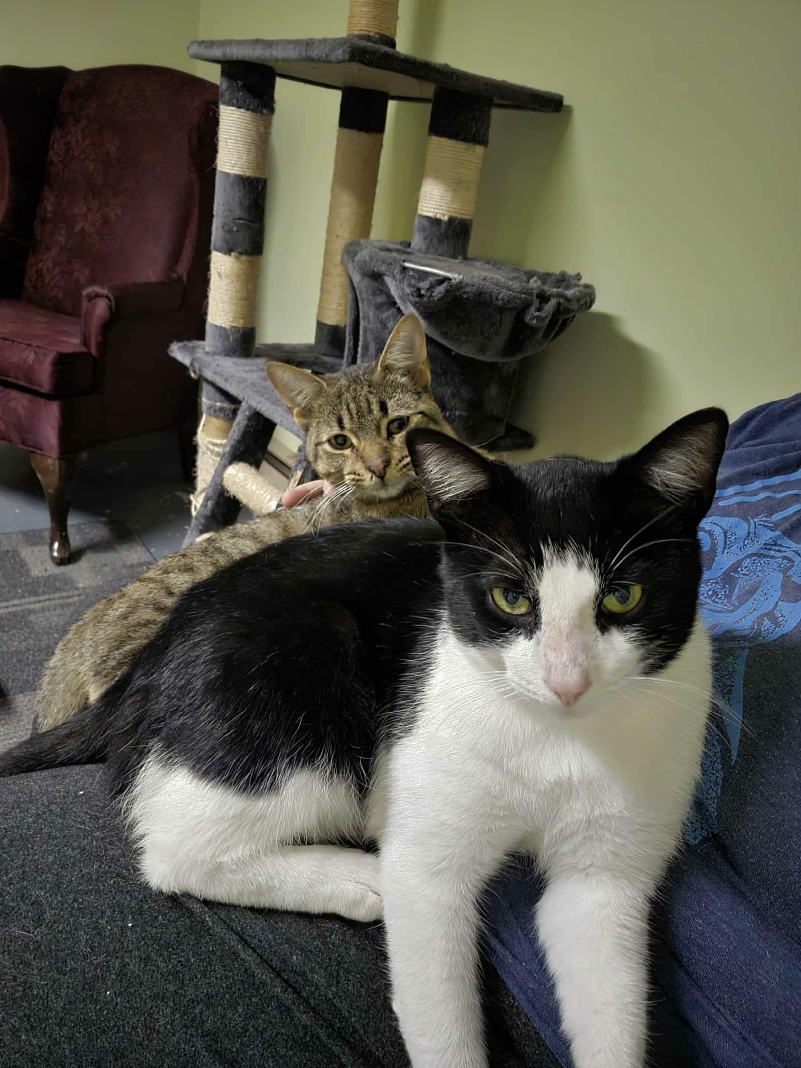 Davis, a Adoptable Domestic Short Hair in Shakespeare, ON image 3/6