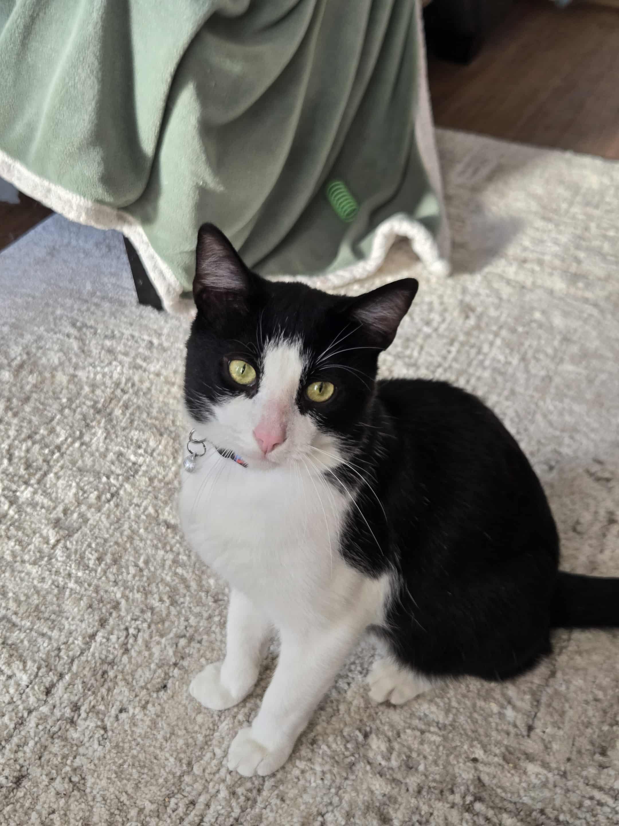 Davis, Adoptable, Young Male Domestic Short Hair.