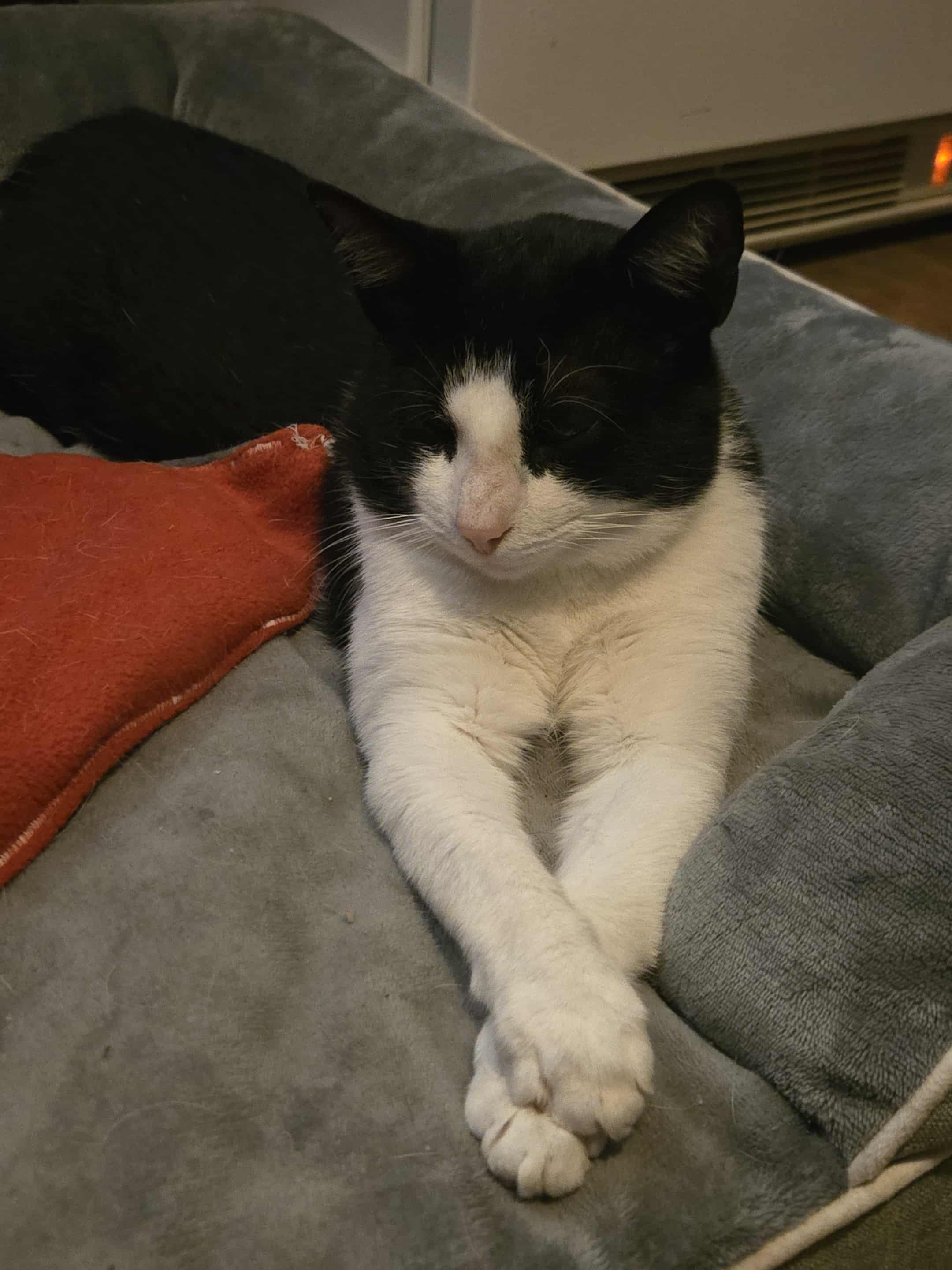 Davis, a Adoptable Domestic Short Hair in Shakespeare, ON image 1/6