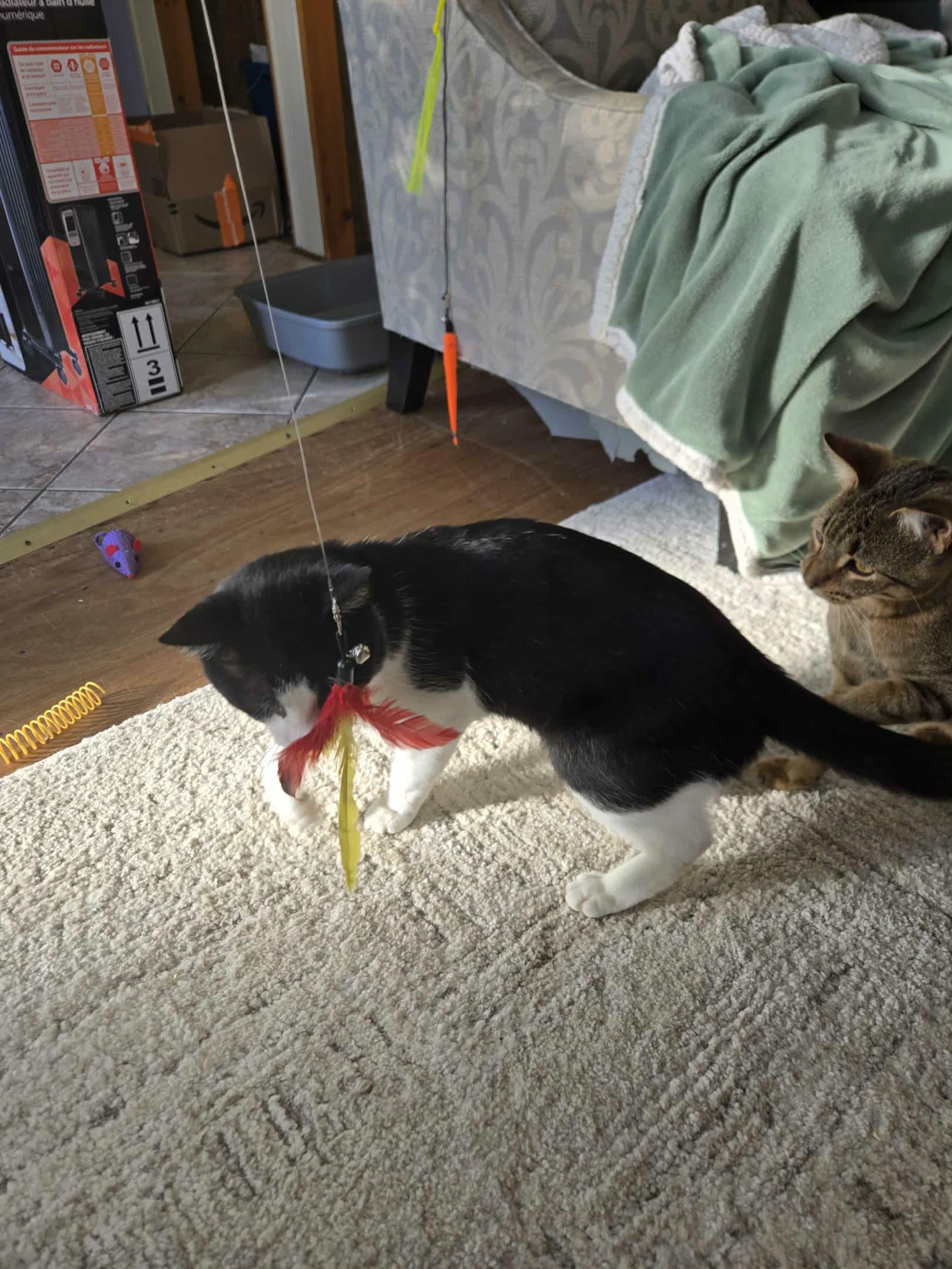 Davis, a Adoptable Domestic Short Hair in Shakespeare, ON image 6/6