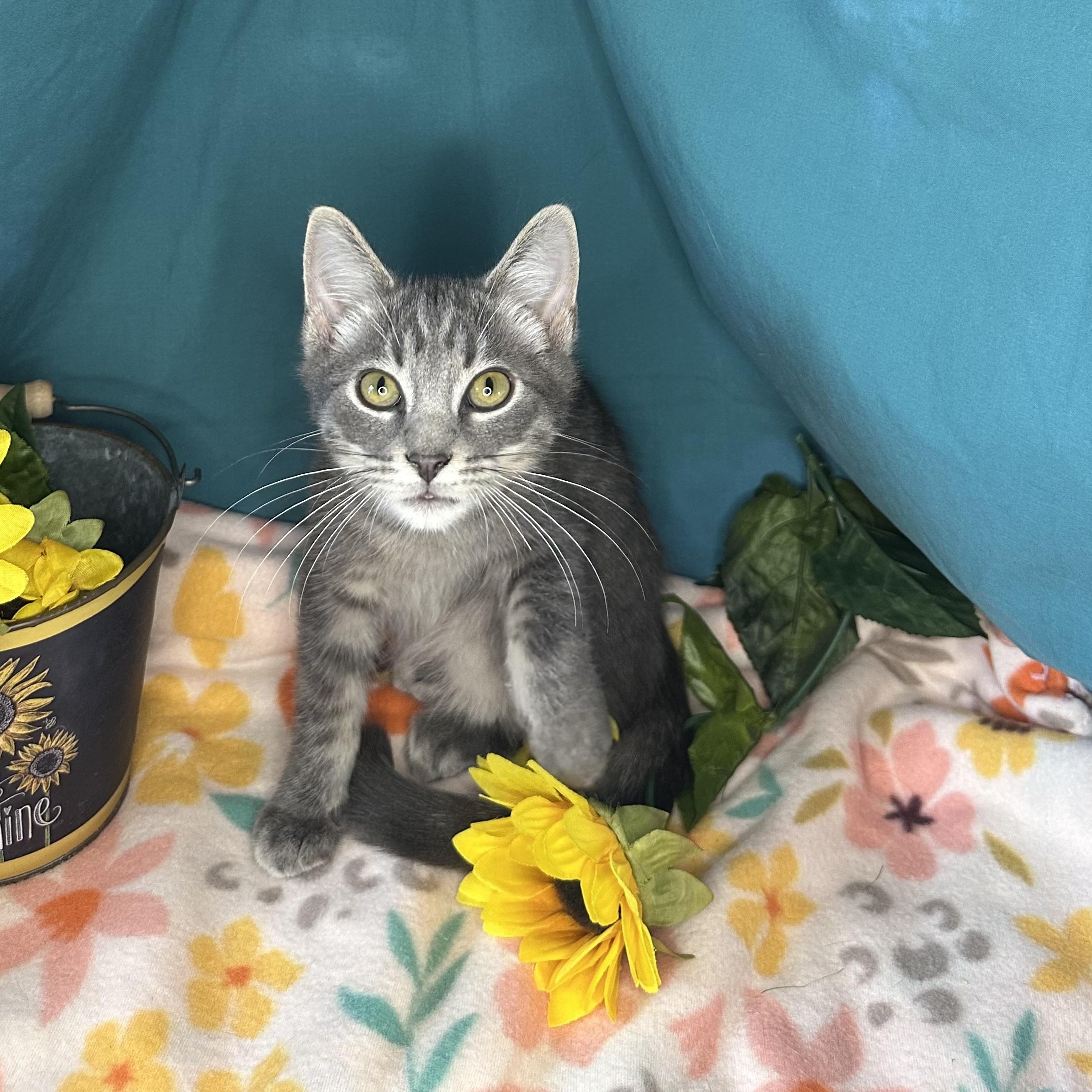 Dylan, an adoptable Tabby, Siberian in Mount Vernon, IL, 62864 | Photo Image 1