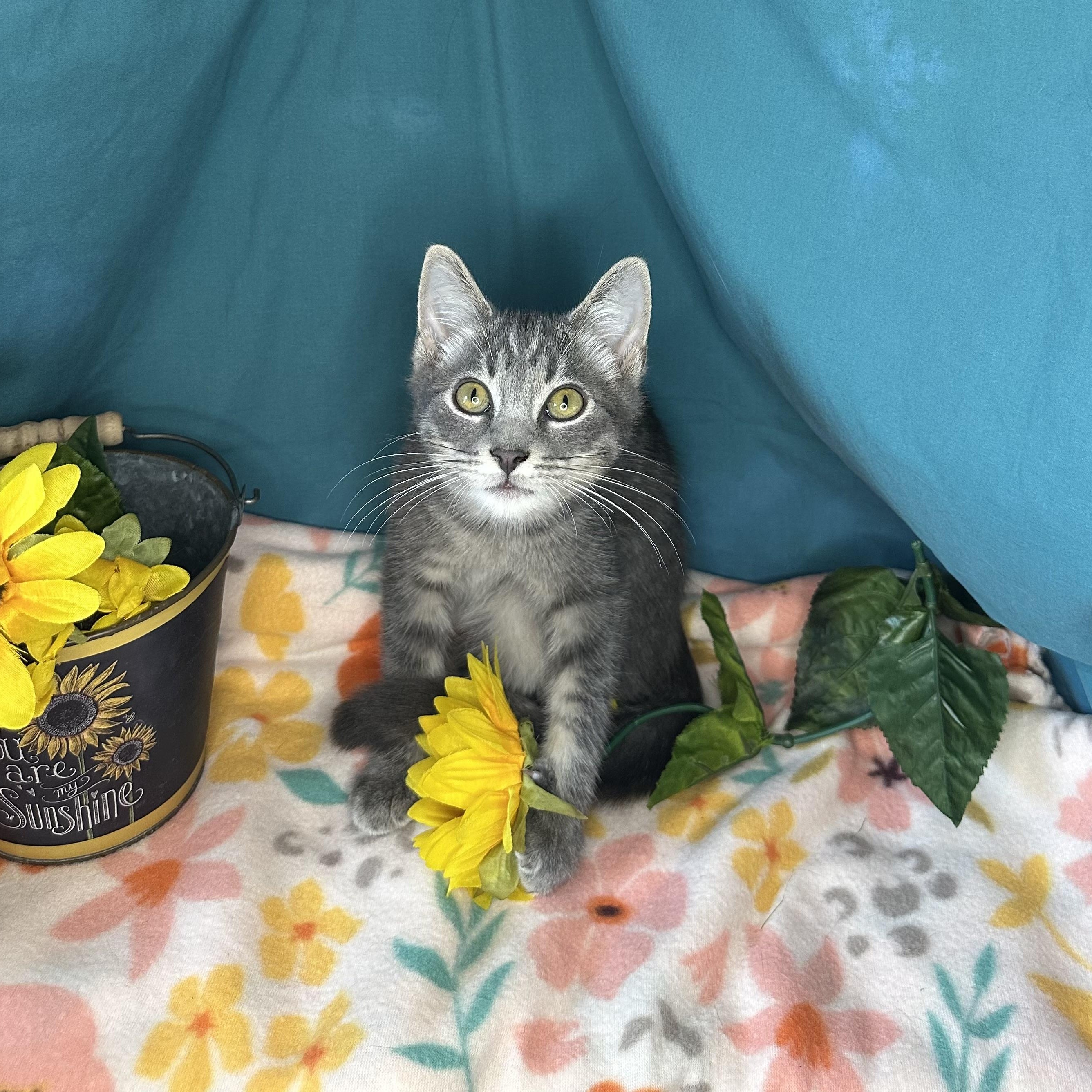 Dylan, an adoptable Tabby, Siberian in Mount Vernon, IL, 62864 | Photo Image 6