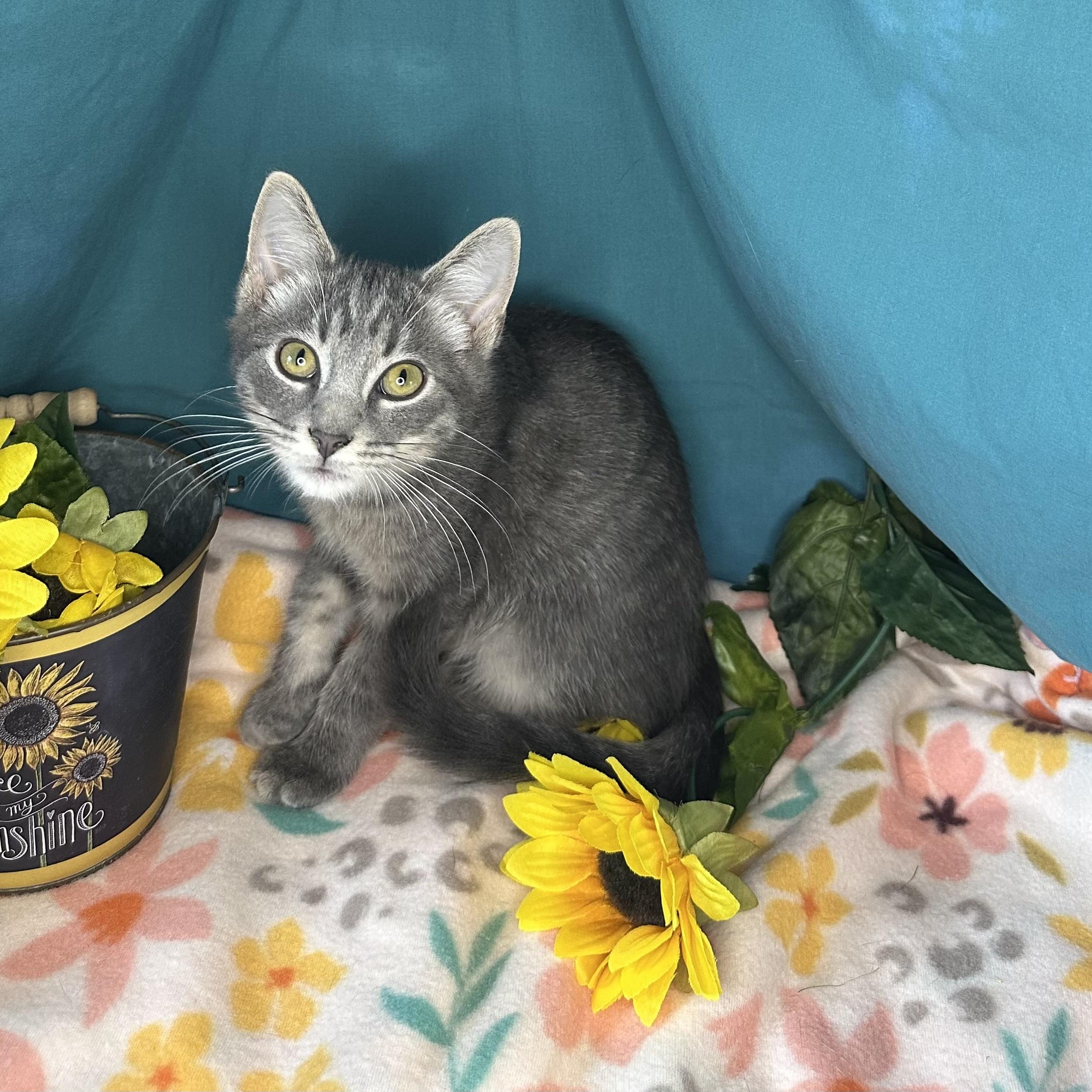 Dylan, an adoptable Tabby, Siberian in Mount Vernon, IL, 62864 | Photo Image 2
