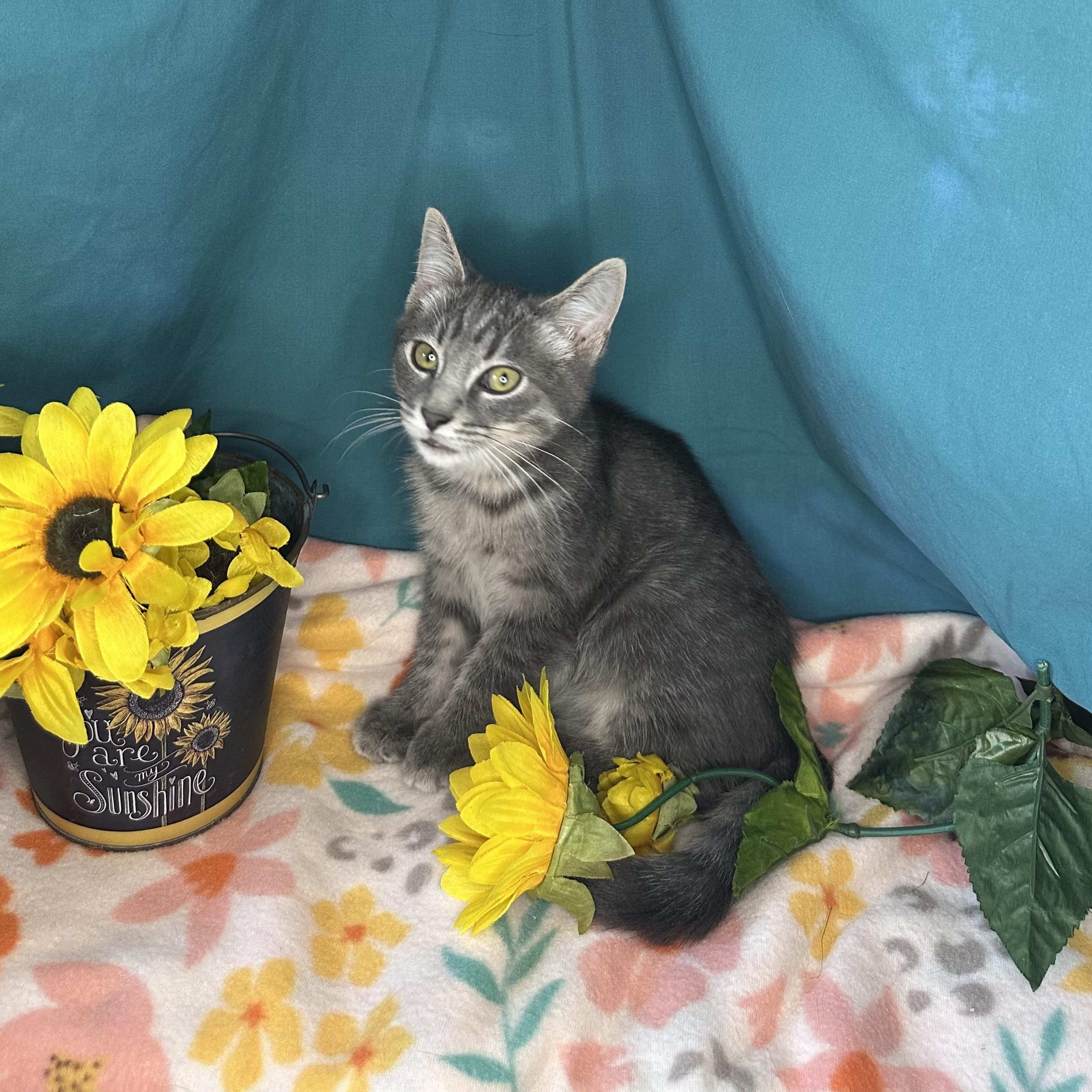 Dylan, an adoptable Tabby, Siberian in Mount Vernon, IL, 62864 | Photo Image 4