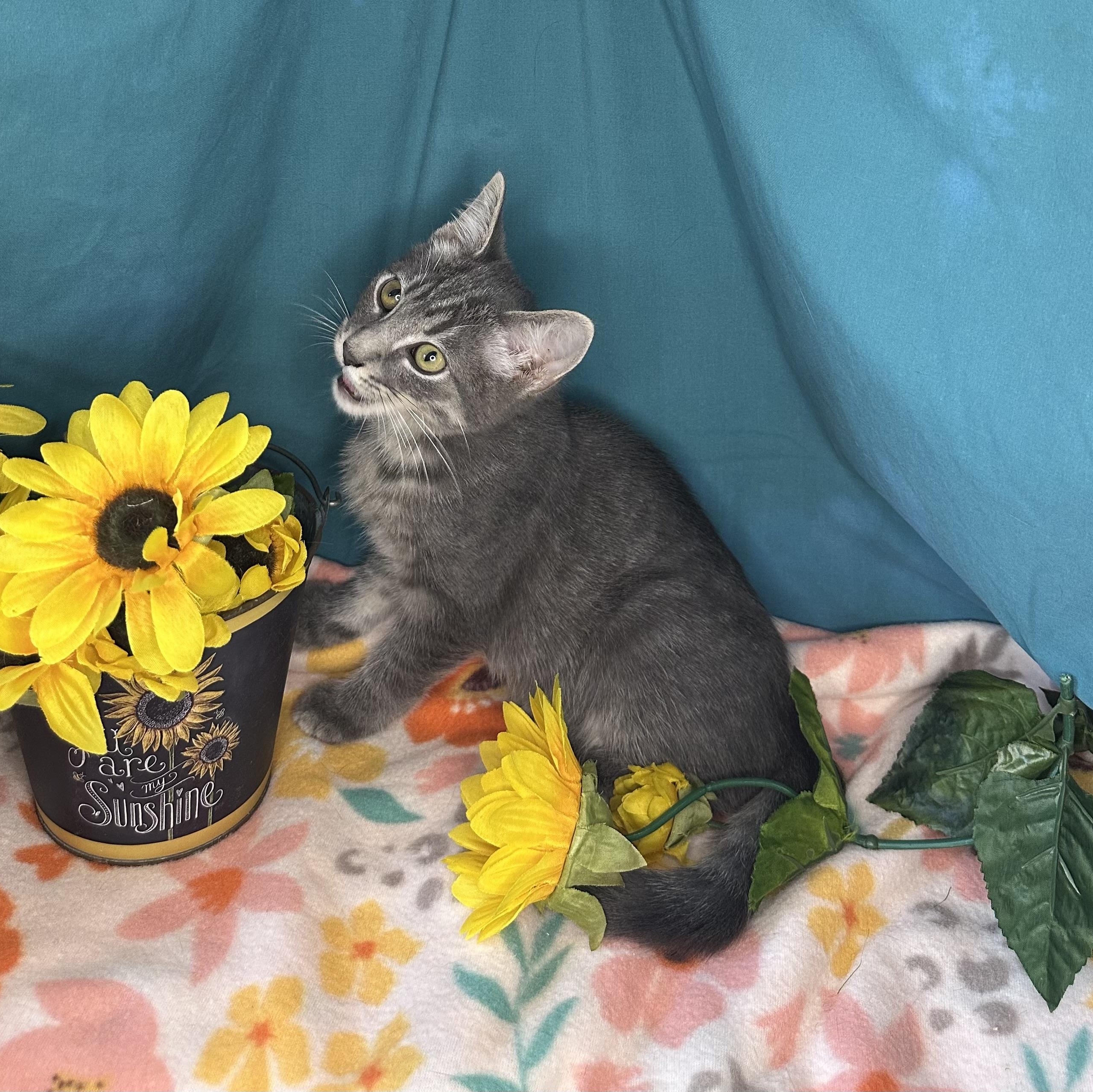 Dylan, an adoptable Tabby, Siberian in Mount Vernon, IL, 62864 | Photo Image 5