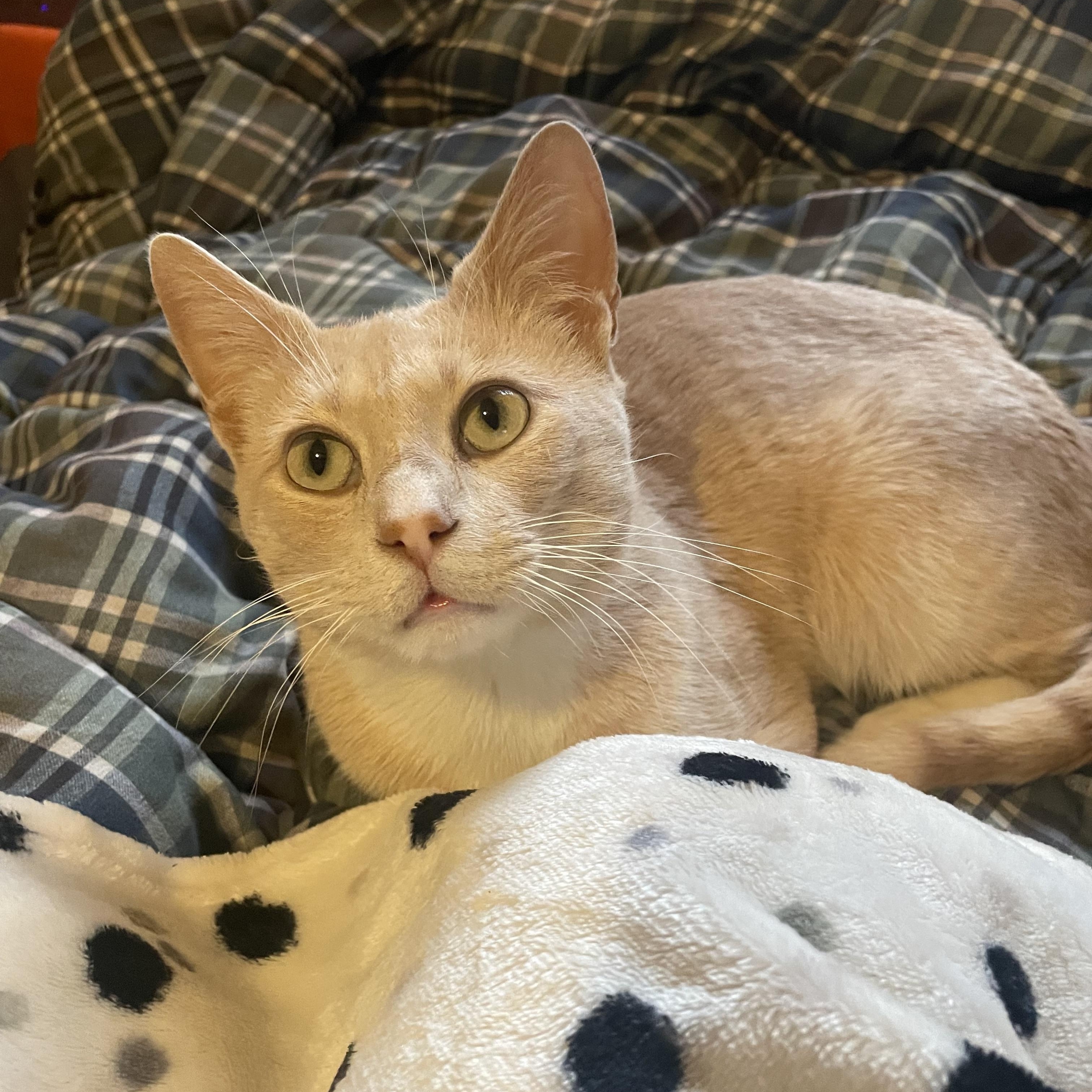 Nutmeg, a Adoptable American Shorthair in Brooklyn, NY image 2/5