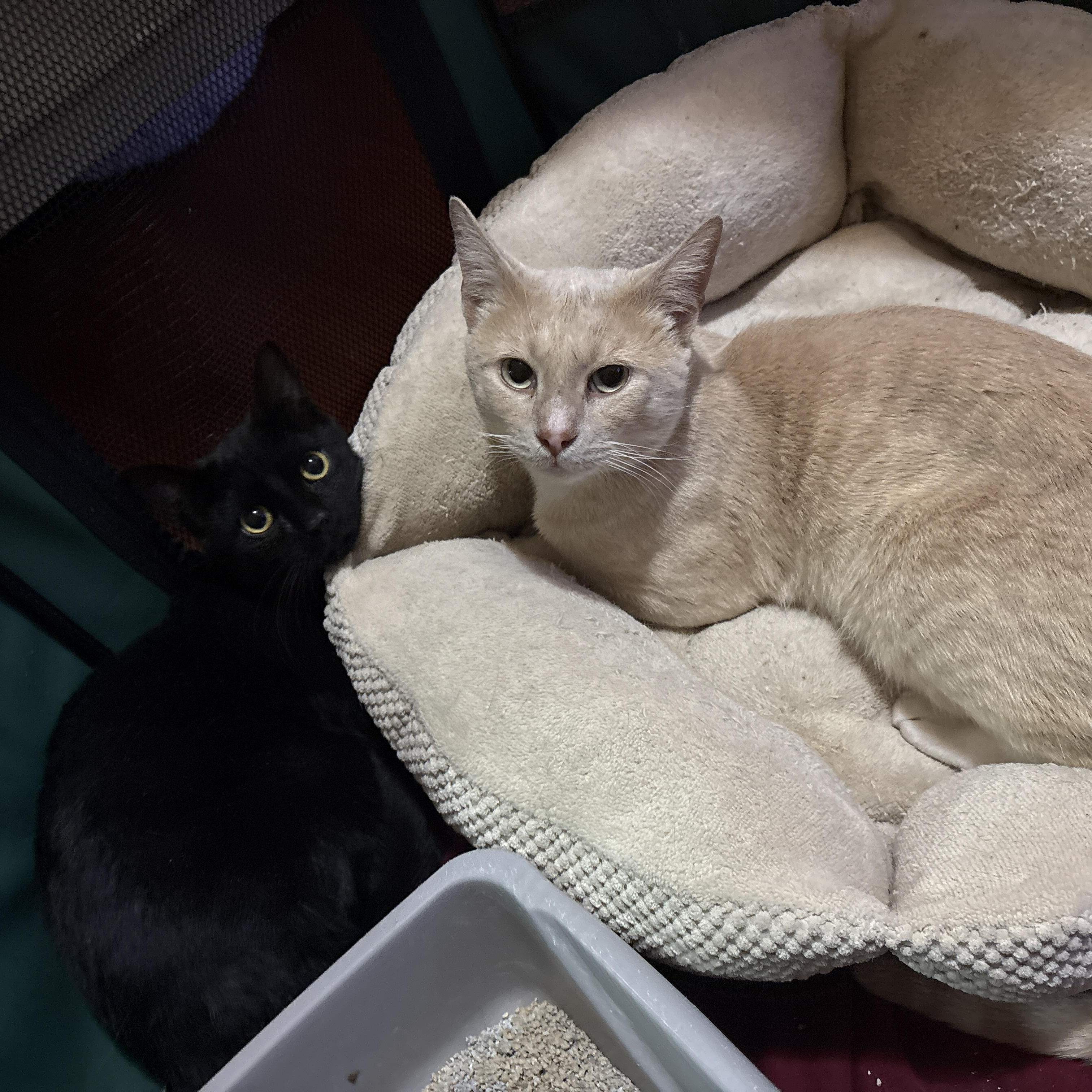 Nutmeg, a Adoptable American Shorthair in Brooklyn, NY image 4/5