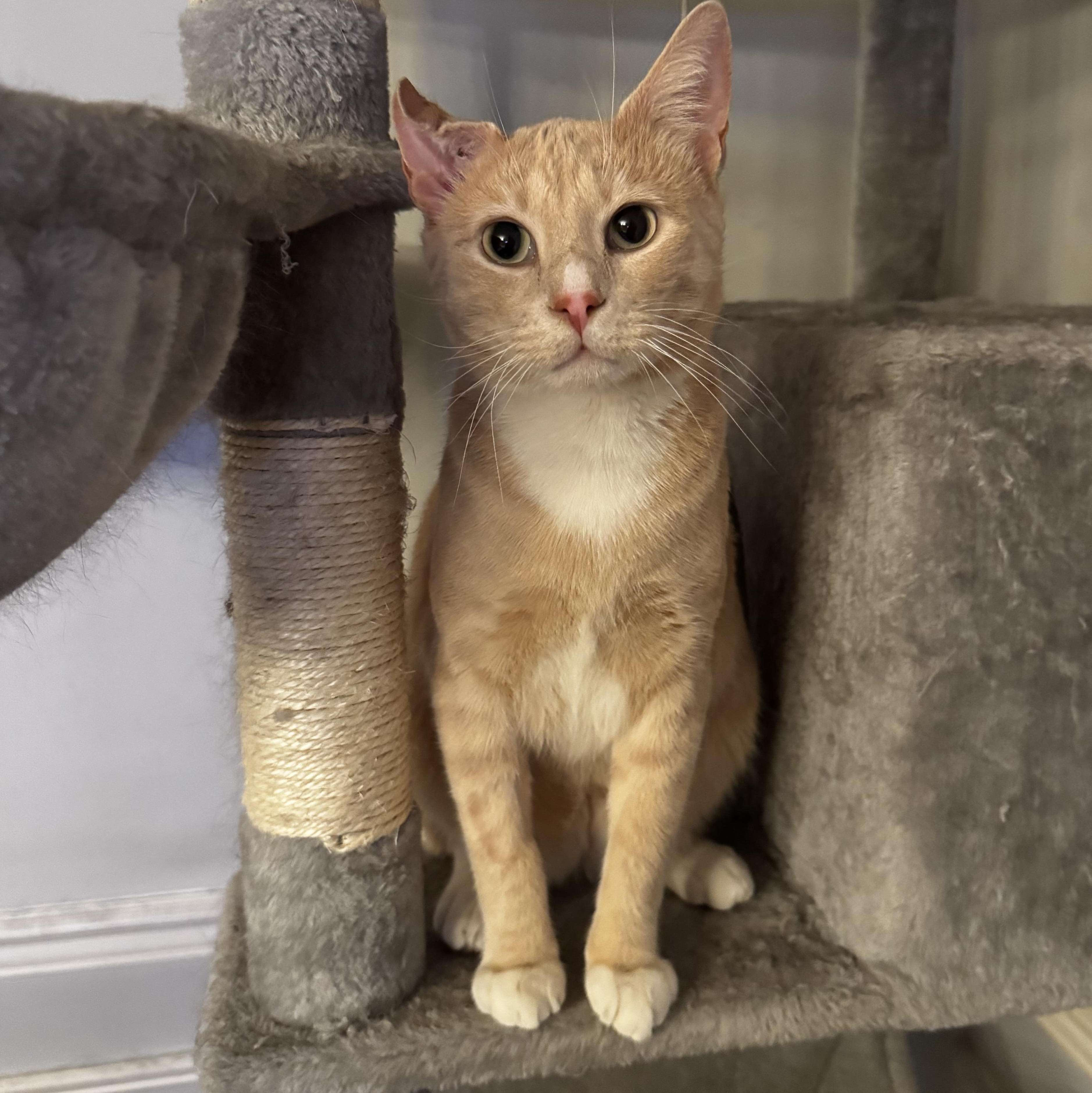 Nutmeg, a Adoptable American Shorthair in Brooklyn, NY image 2/5