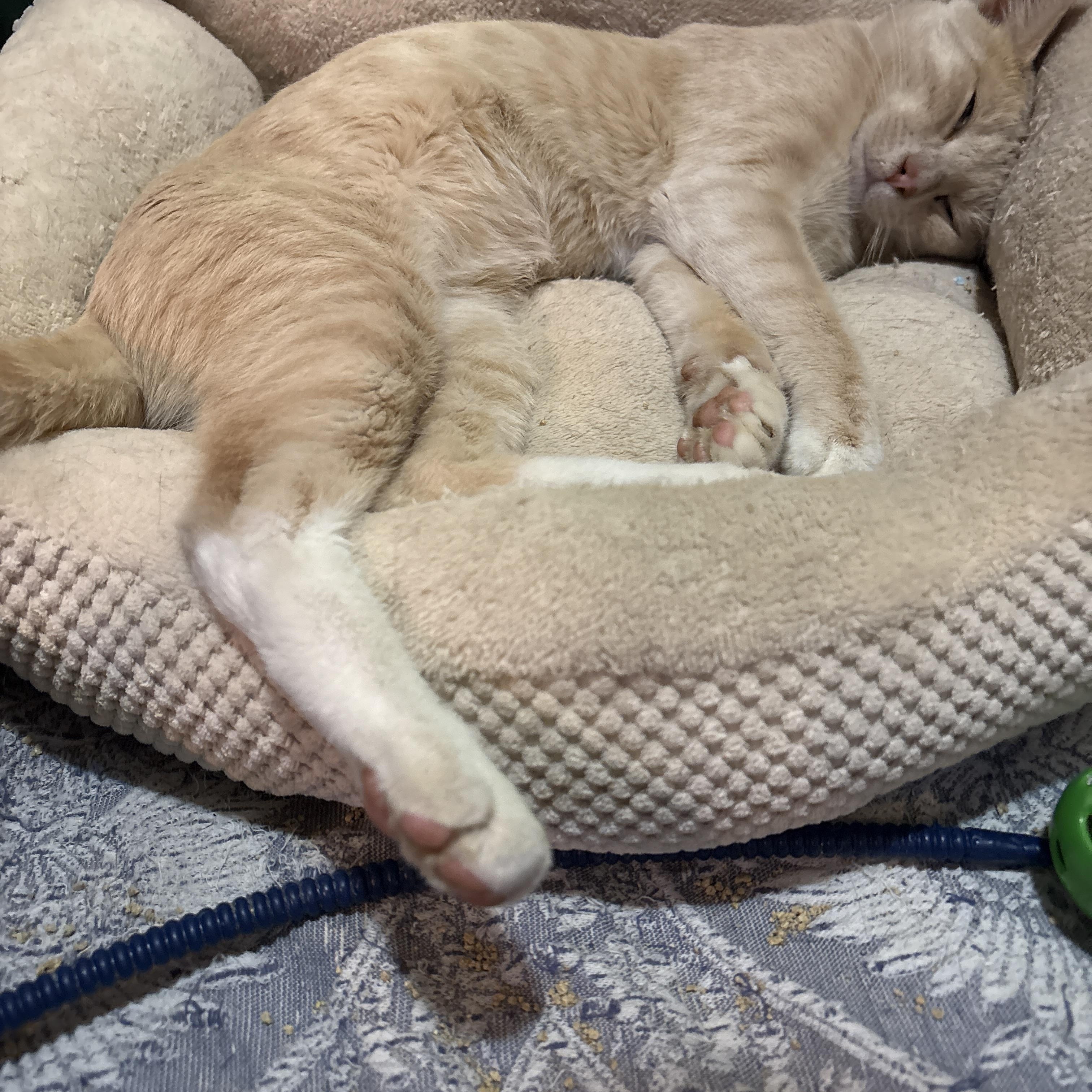 Nutmeg, a Adoptable American Shorthair in Brooklyn, NY image 5/5