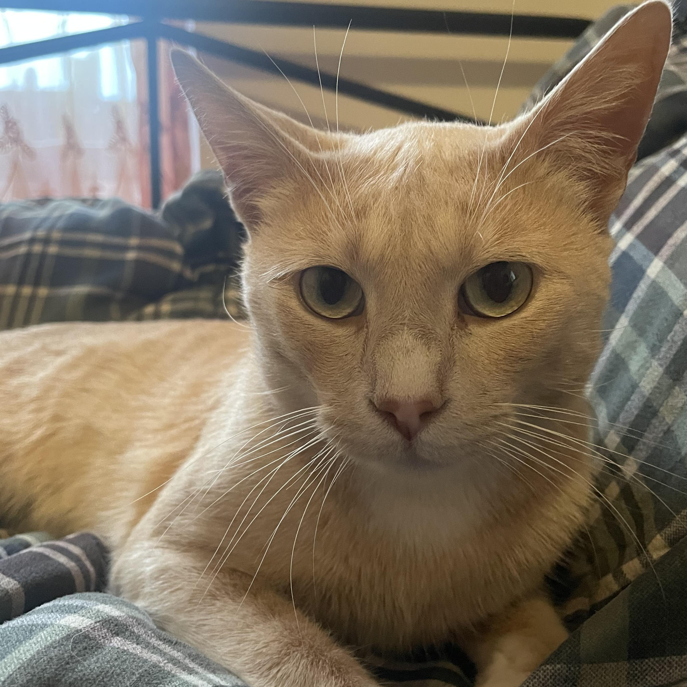 Nutmeg, a Adoptable American Shorthair in Brooklyn, NY image 1/5