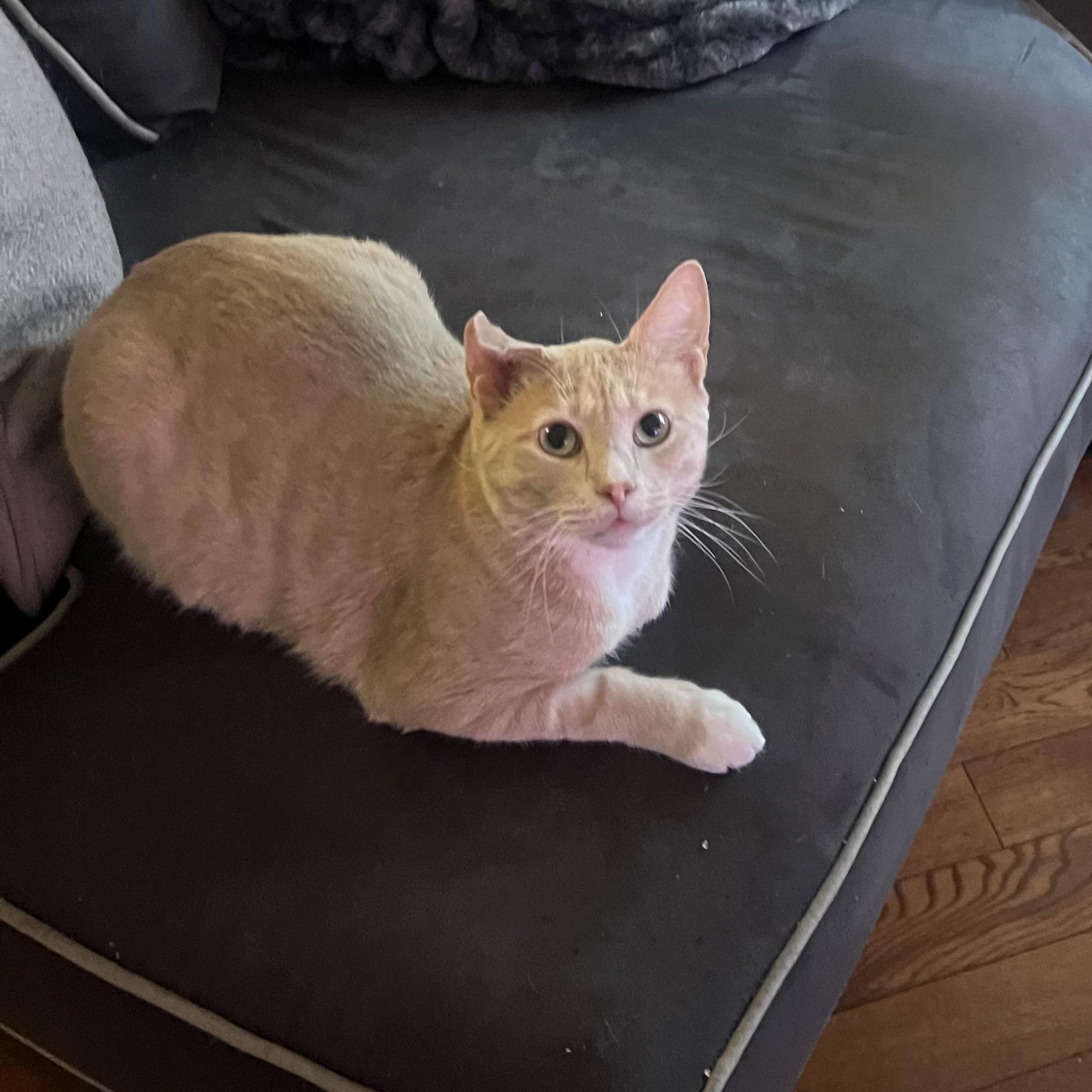 Nutmeg, a Adoptable American Shorthair in Brooklyn, NY image 3/5
