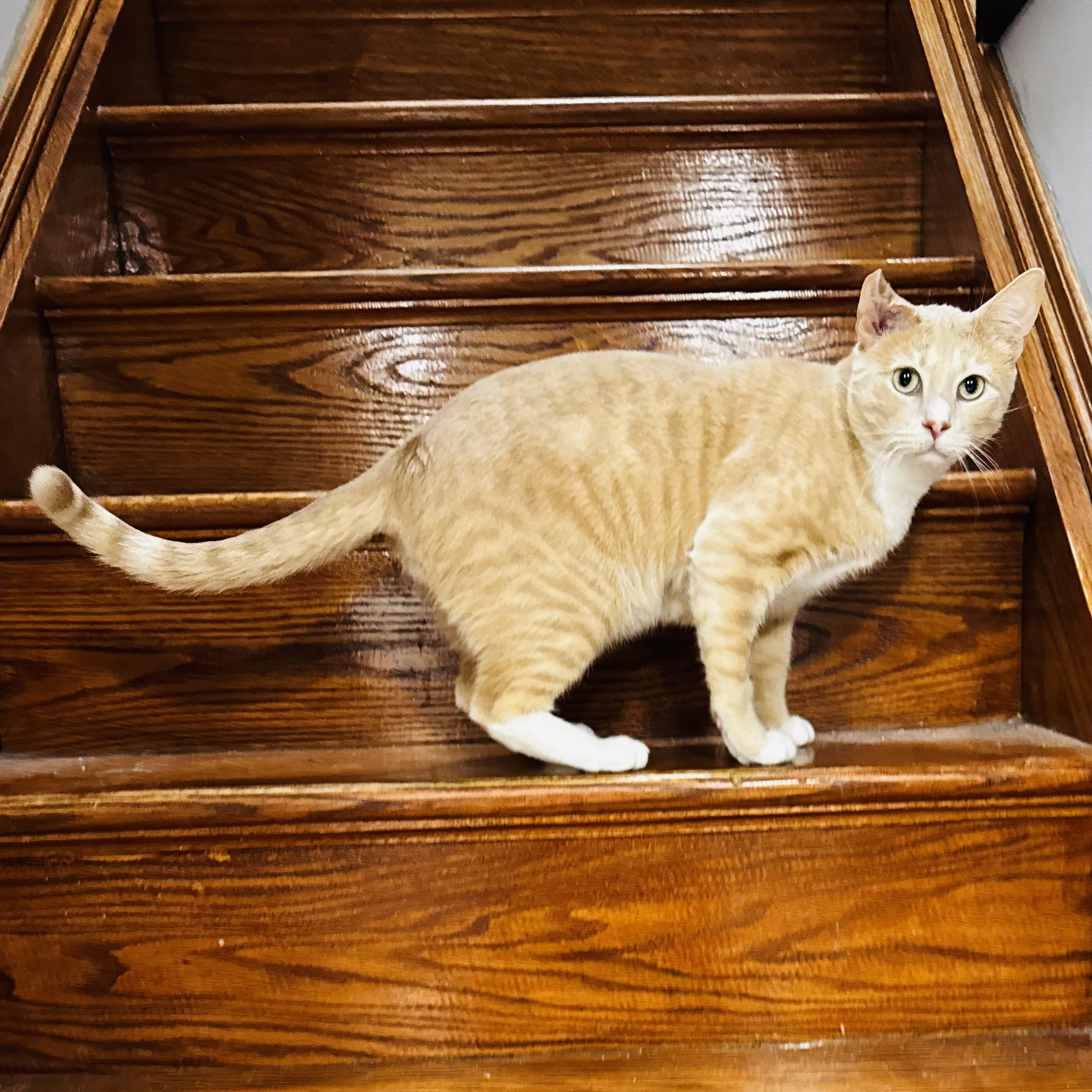 Nutmeg, a Adoptable American Shorthair in Brooklyn, NY image 5/5