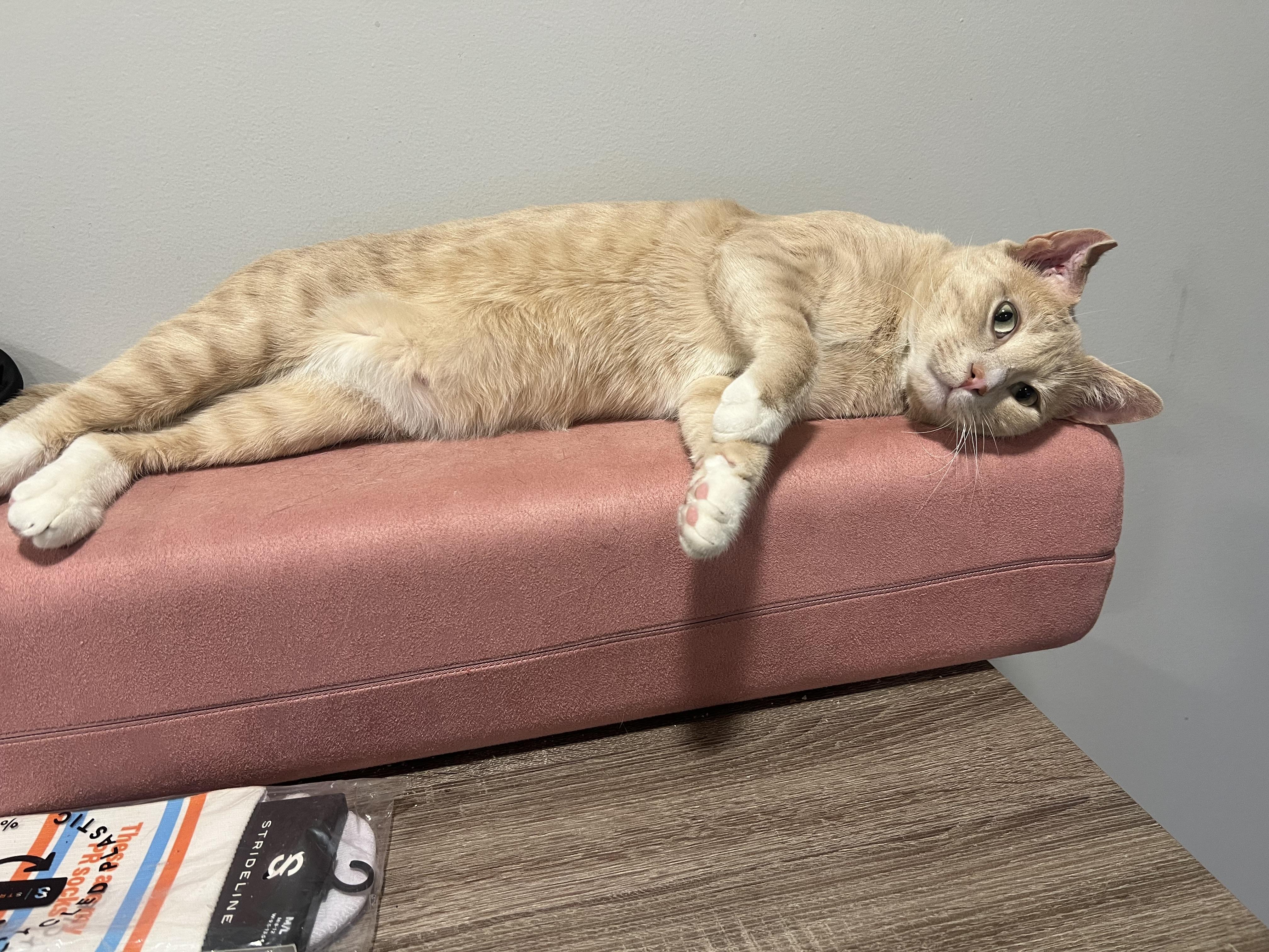 Nutmeg, a Adoptable American Shorthair in Brooklyn, NY image 1/5