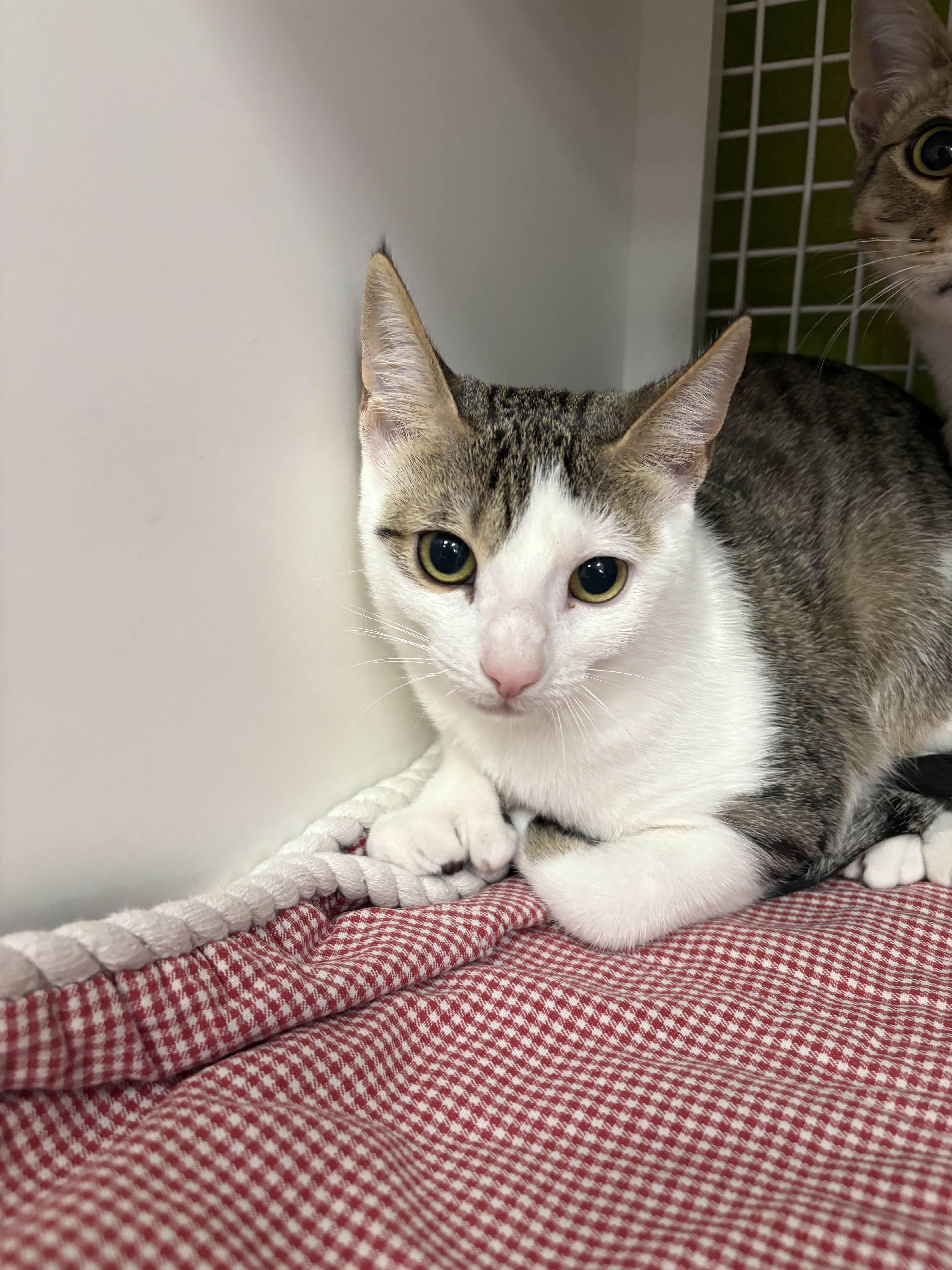 Daphne, ADOPTABLE, Kitten Female Extra-Toes Cat / Hemingway Polydactyl.