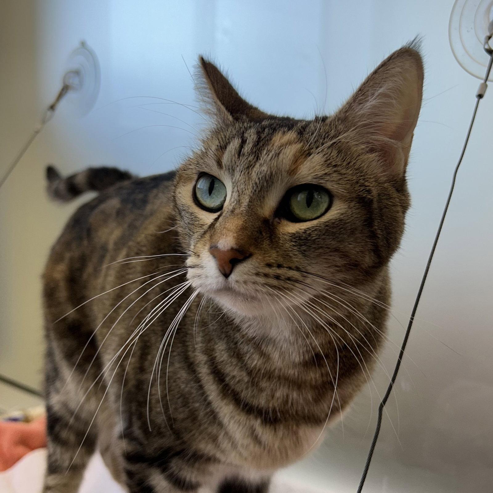 Pookie & Angel, Adoptable, Adult Female Domestic Short Hair.
