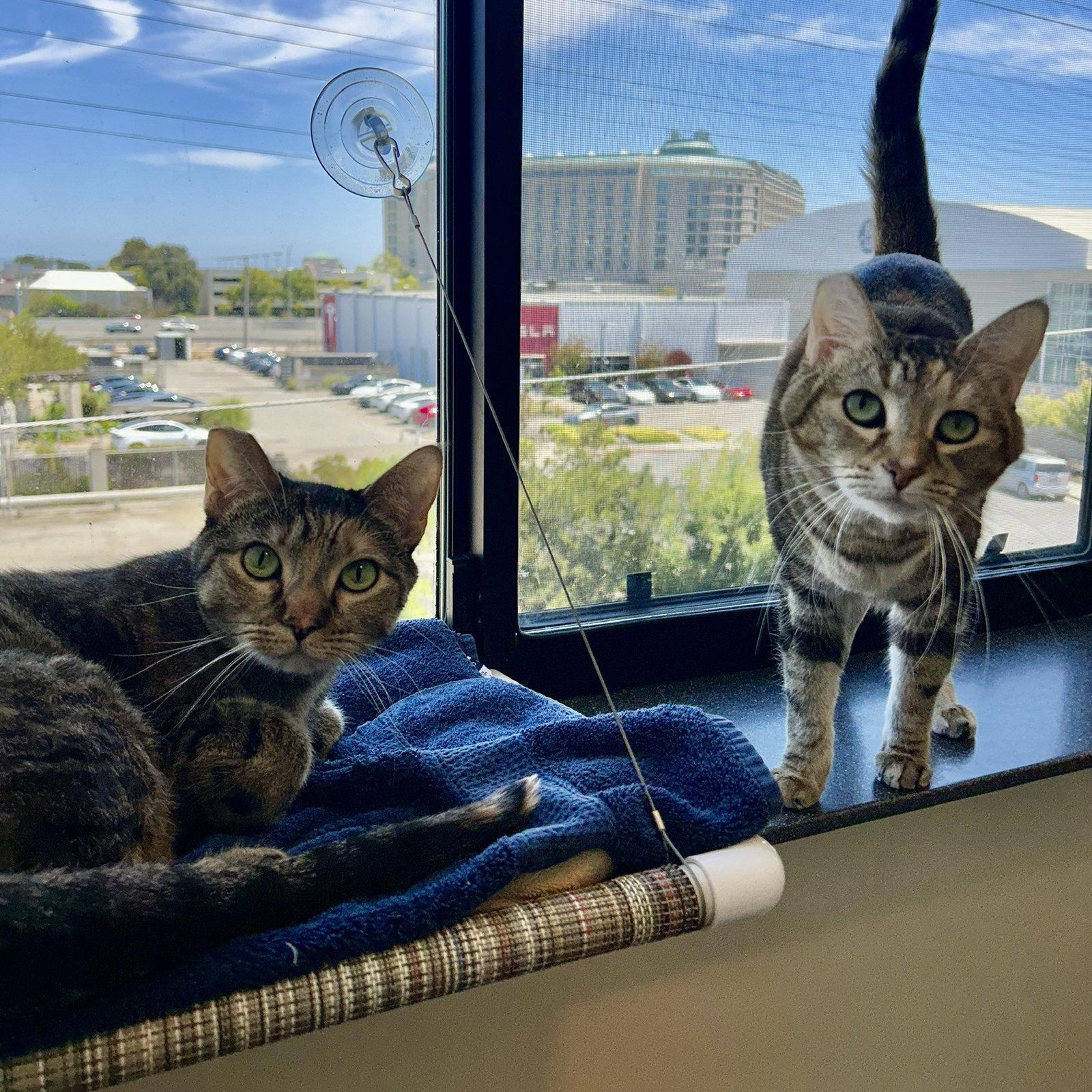 Pookie & Angel, a Adoptable Domestic Short Hair in Burlingame, CA image 2/3