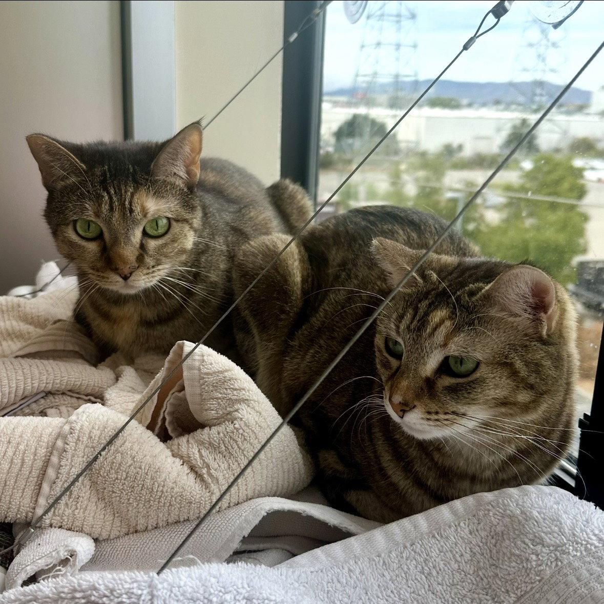 Pookie & Angel, a Adoptable Domestic Short Hair in Burlingame, CA image 3/3