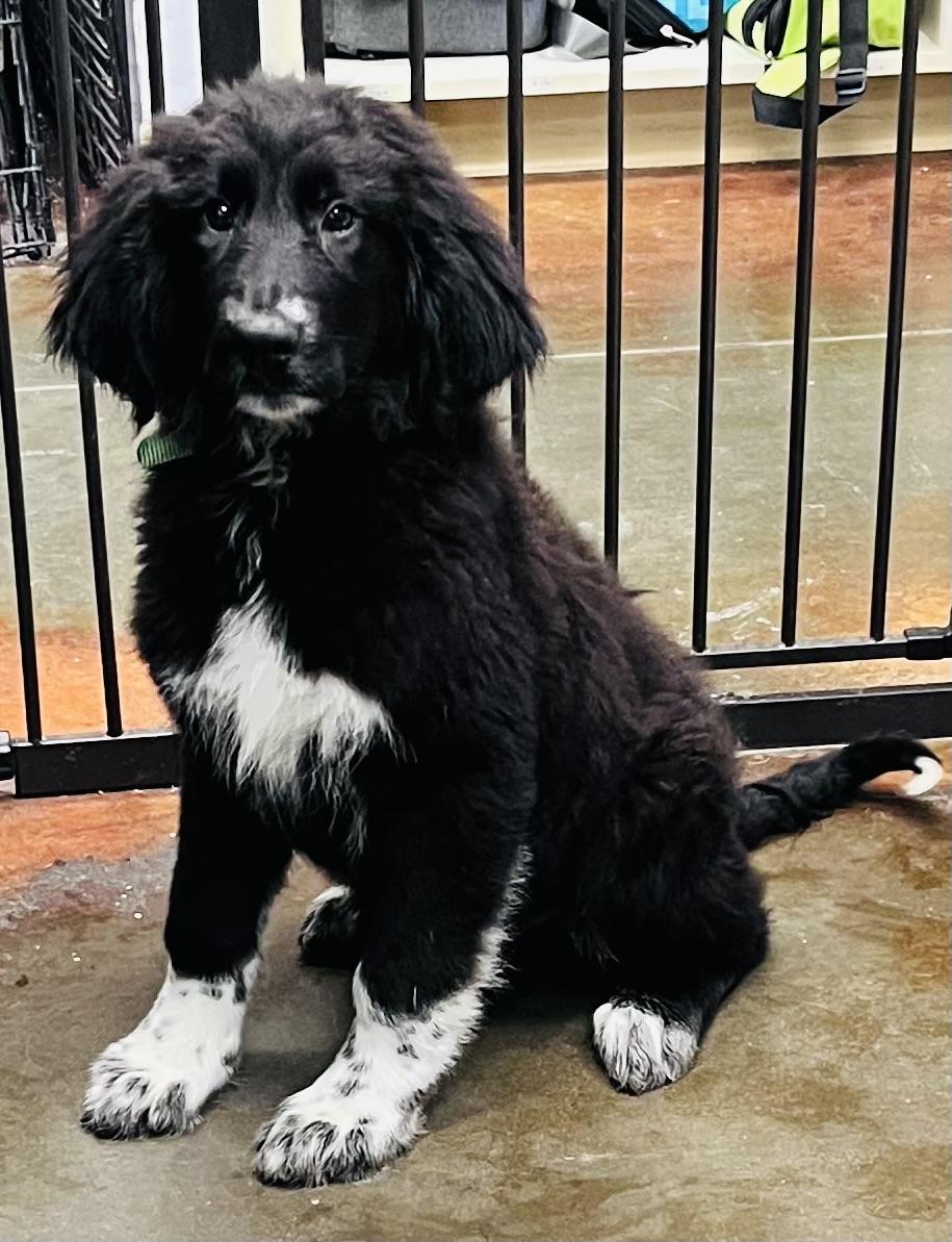Casey , ADOPTABLE, Puppy Male Goldendoodle.