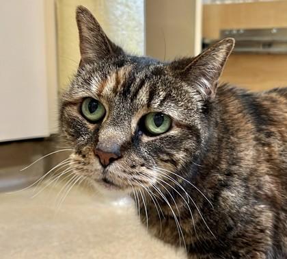 Kitty, a Adoptable Domestic Short Hair in New Hope, PA image 2/3