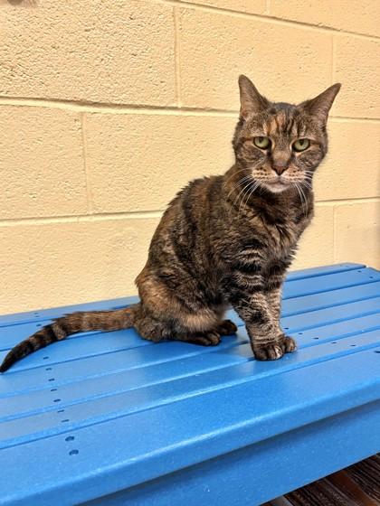 Kitty, a Adoptable Domestic Short Hair in New Hope, PA image 3/3