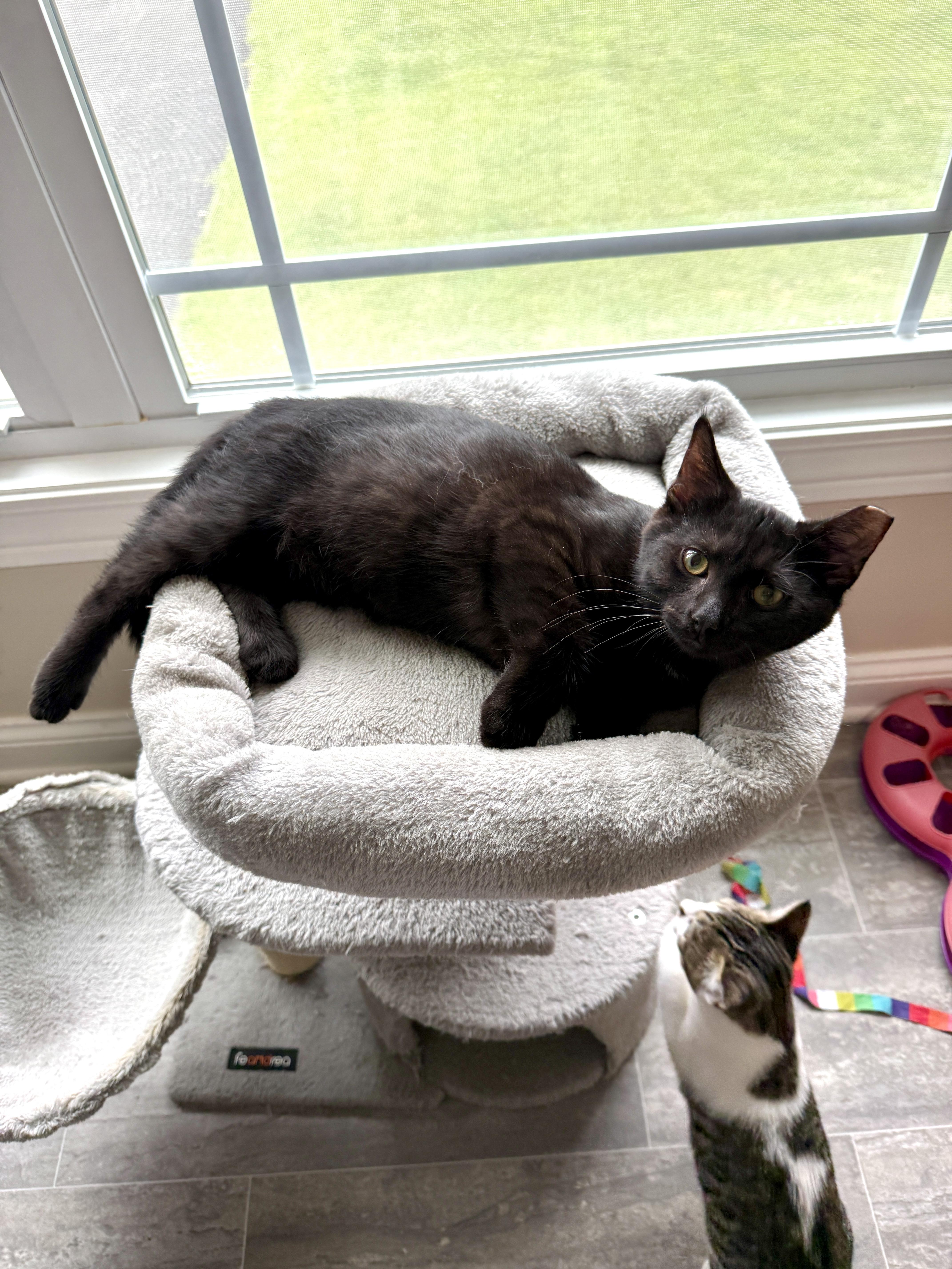 Enlarge Zeus, a Adopted Domestic Short Hair in Medina, OH image 6/6