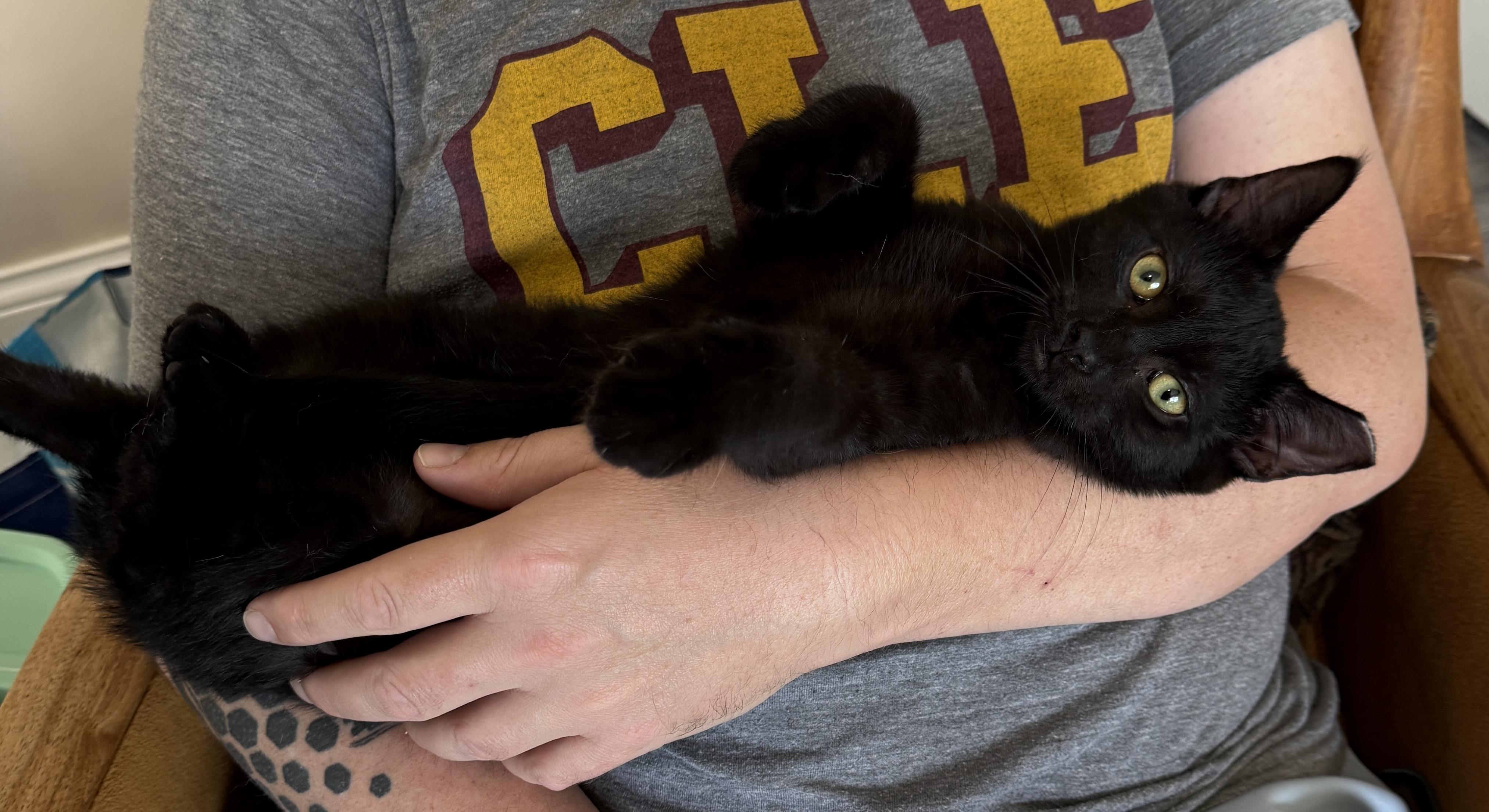 Enlarge Zeus, a Adopted Domestic Short Hair in Medina, OH image 3/6