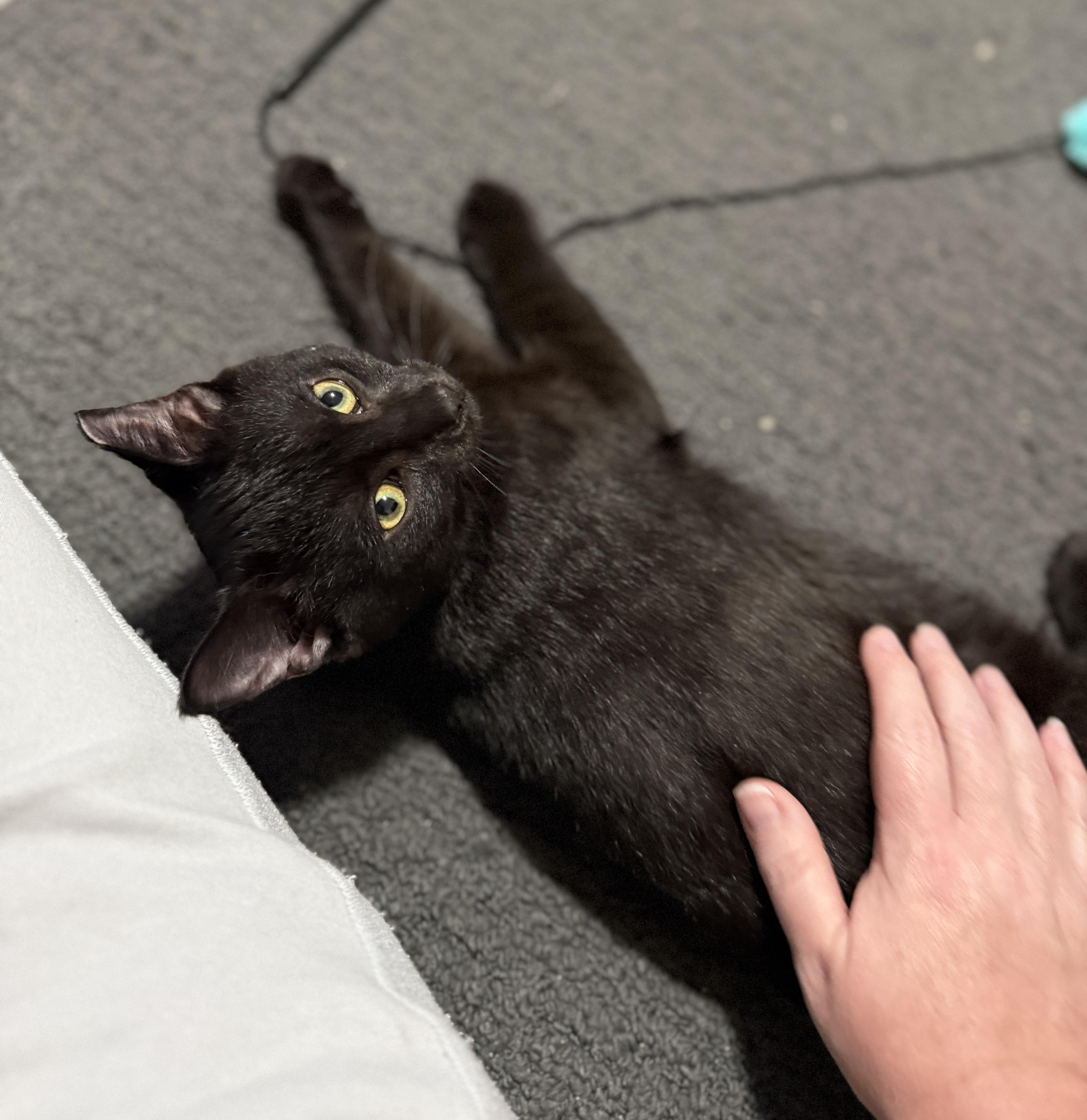 Enlarge Zeus, a Adopted Domestic Short Hair in Medina, OH image 5/6