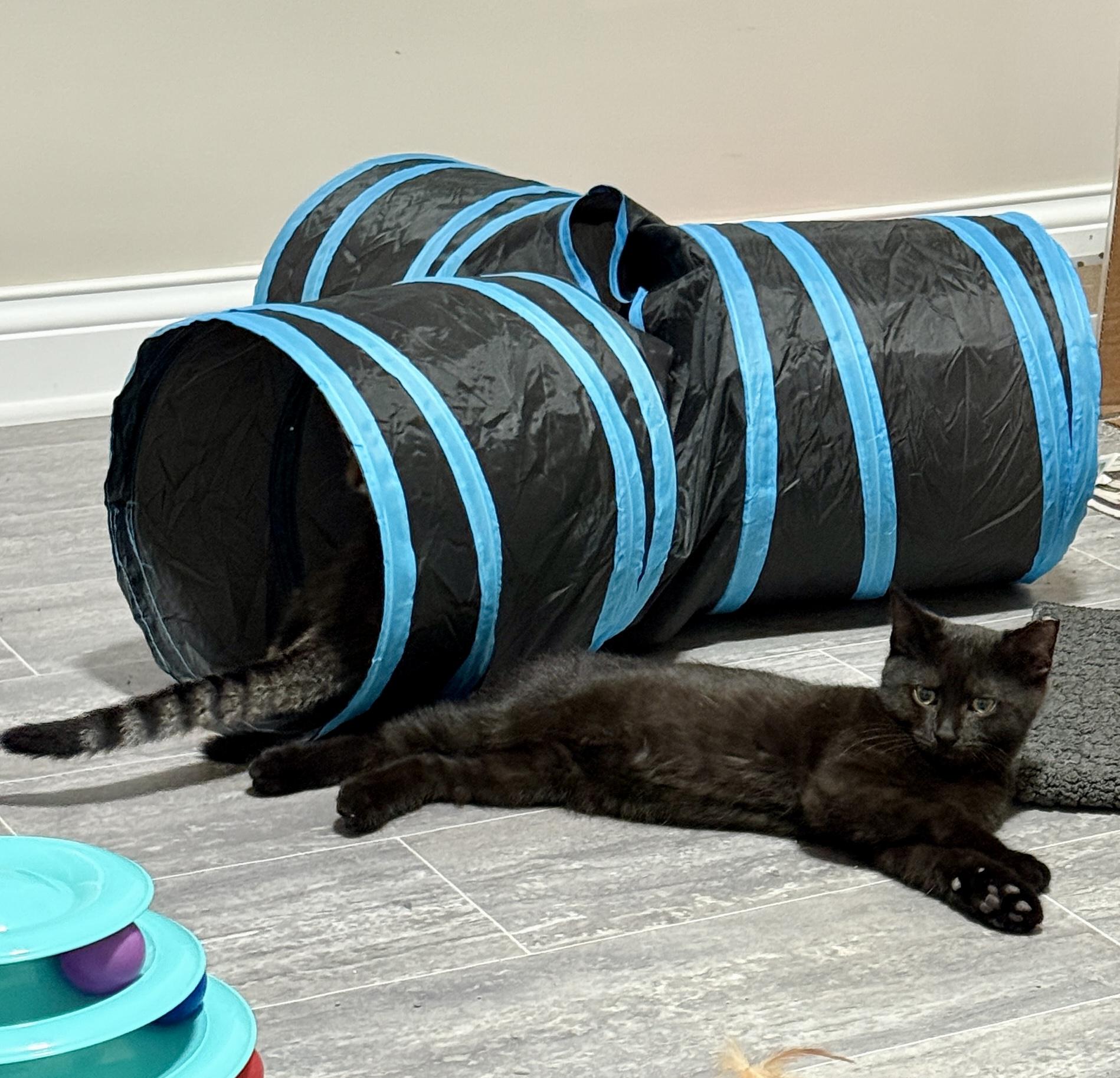 Enlarge Zeus, a Adopted Domestic Short Hair in Medina, OH image 2/6