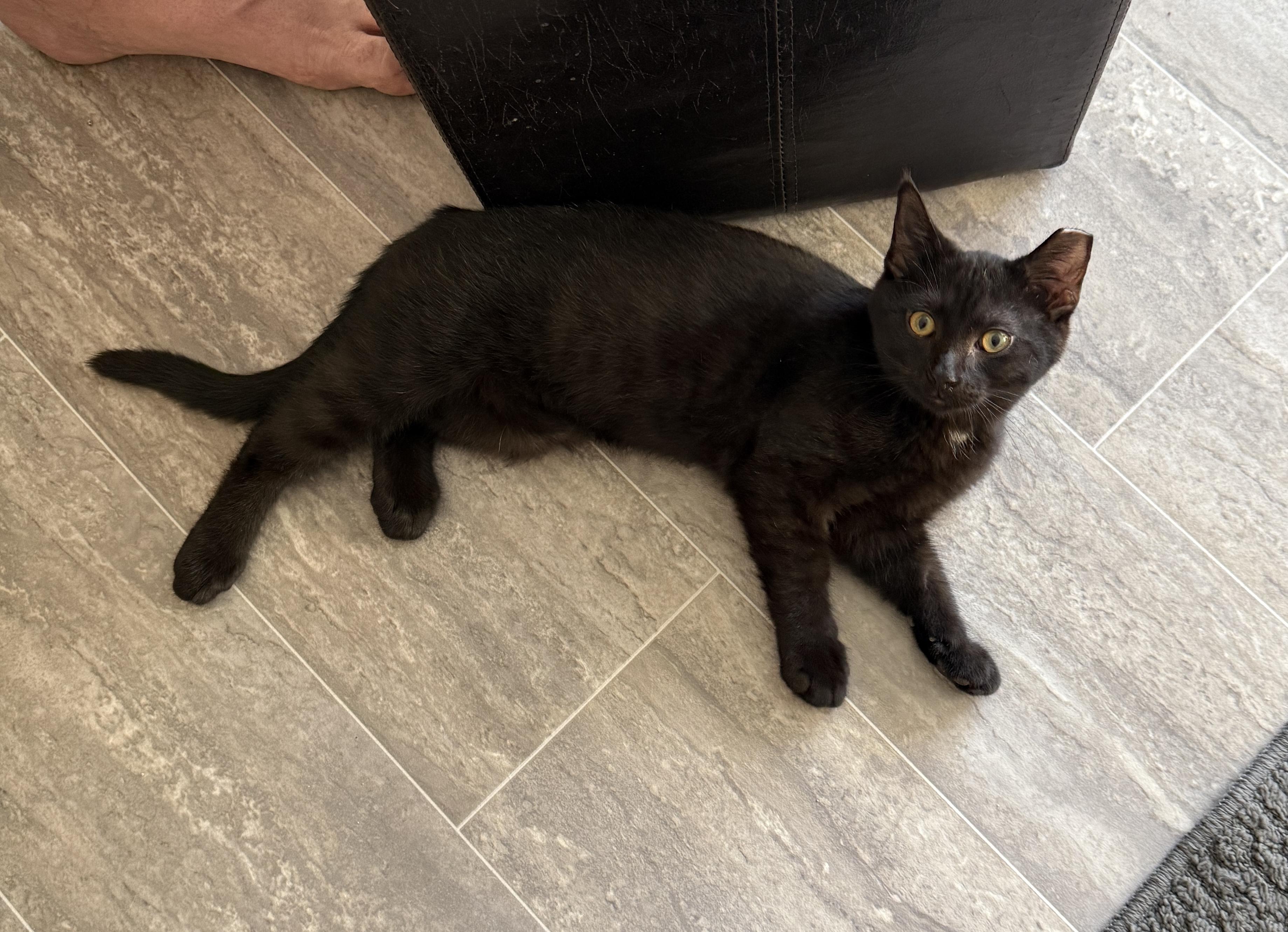 Enlarge Zeus, a Adopted Domestic Short Hair in Medina, OH image 4/6