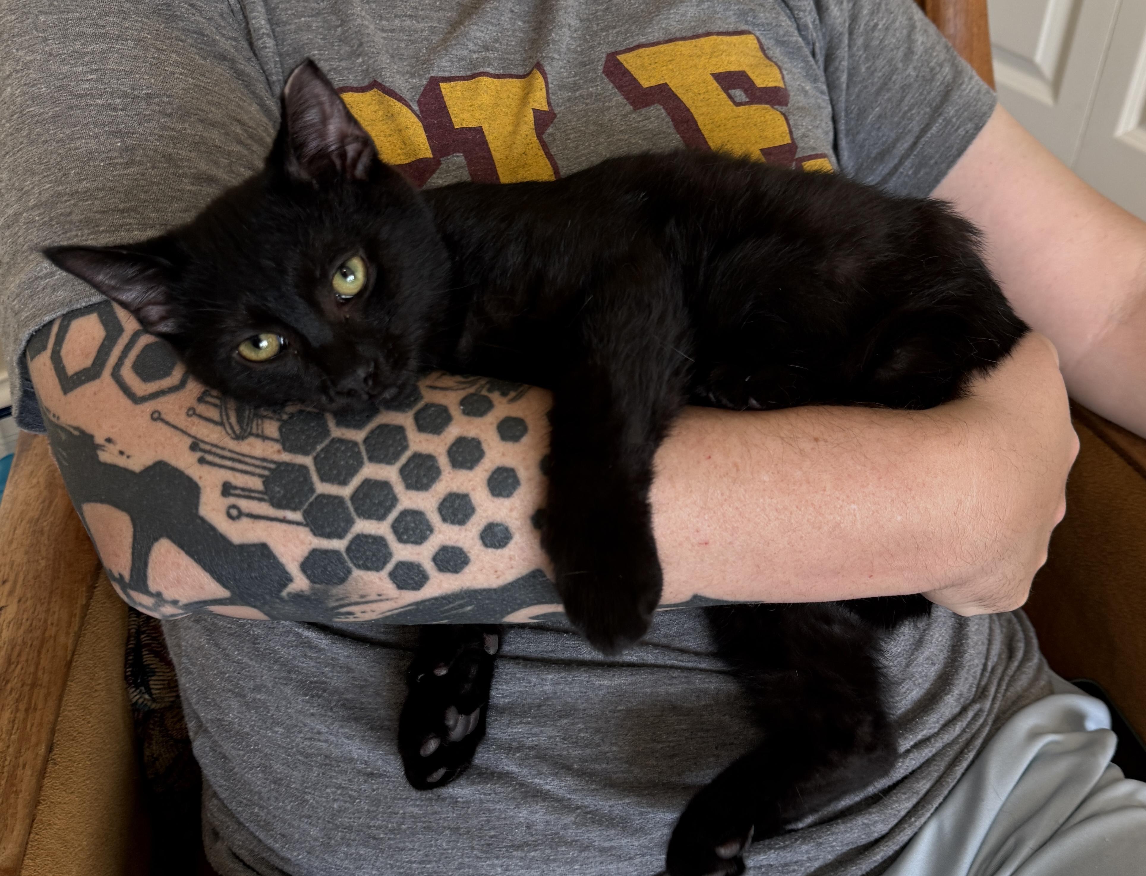 Zeus, Adopted, Kitten Male Domestic Short Hair.