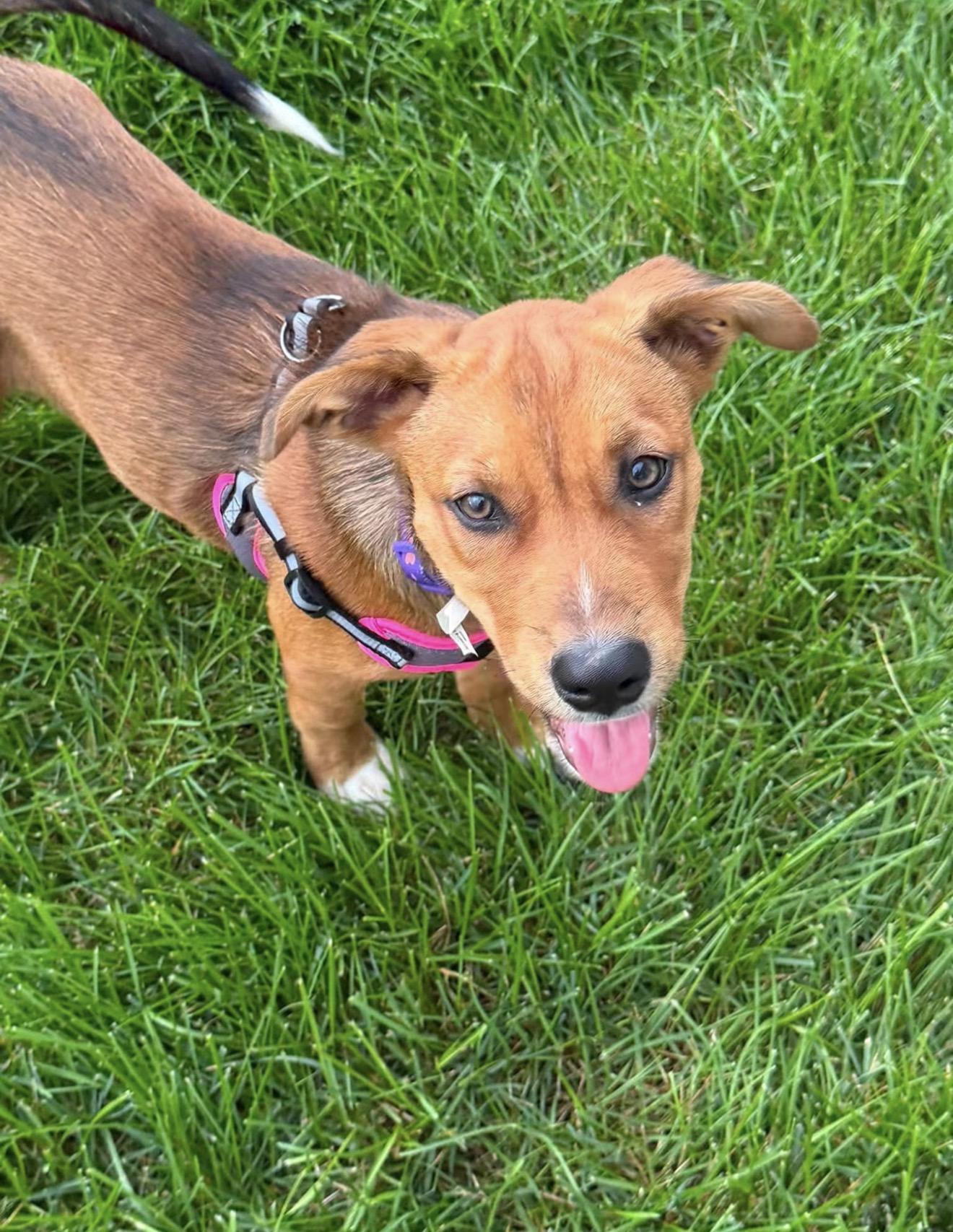 Enlarge Buttons, an adopted mixed breed in East Dundee , IL image 4/6