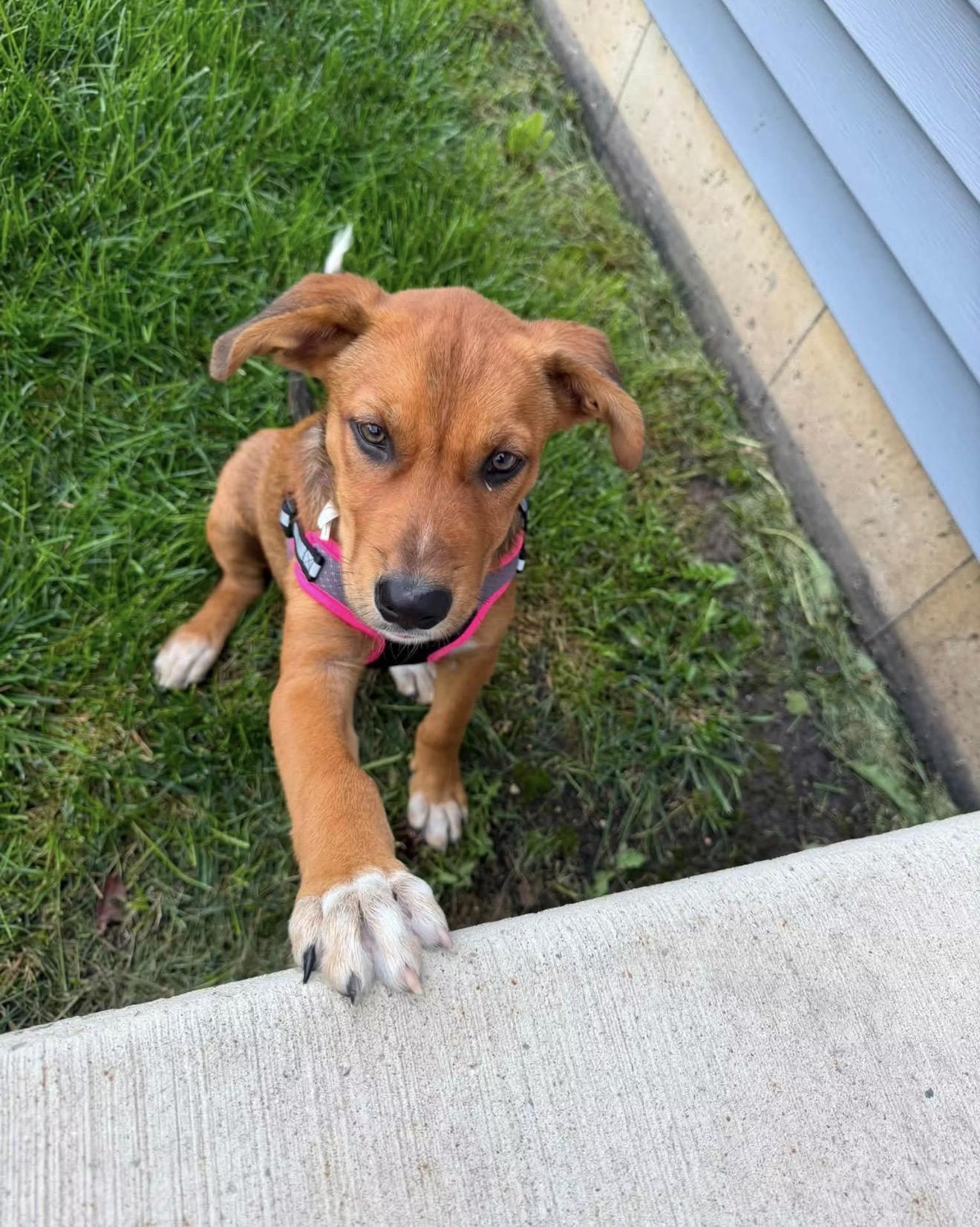 Buttons, adopted, Puppy Female Labrador Retriever & Beagle.