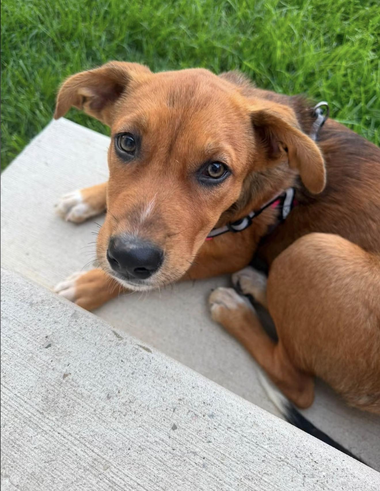 Enlarge Buttons, an adopted mixed breed in East Dundee , IL image 5/6