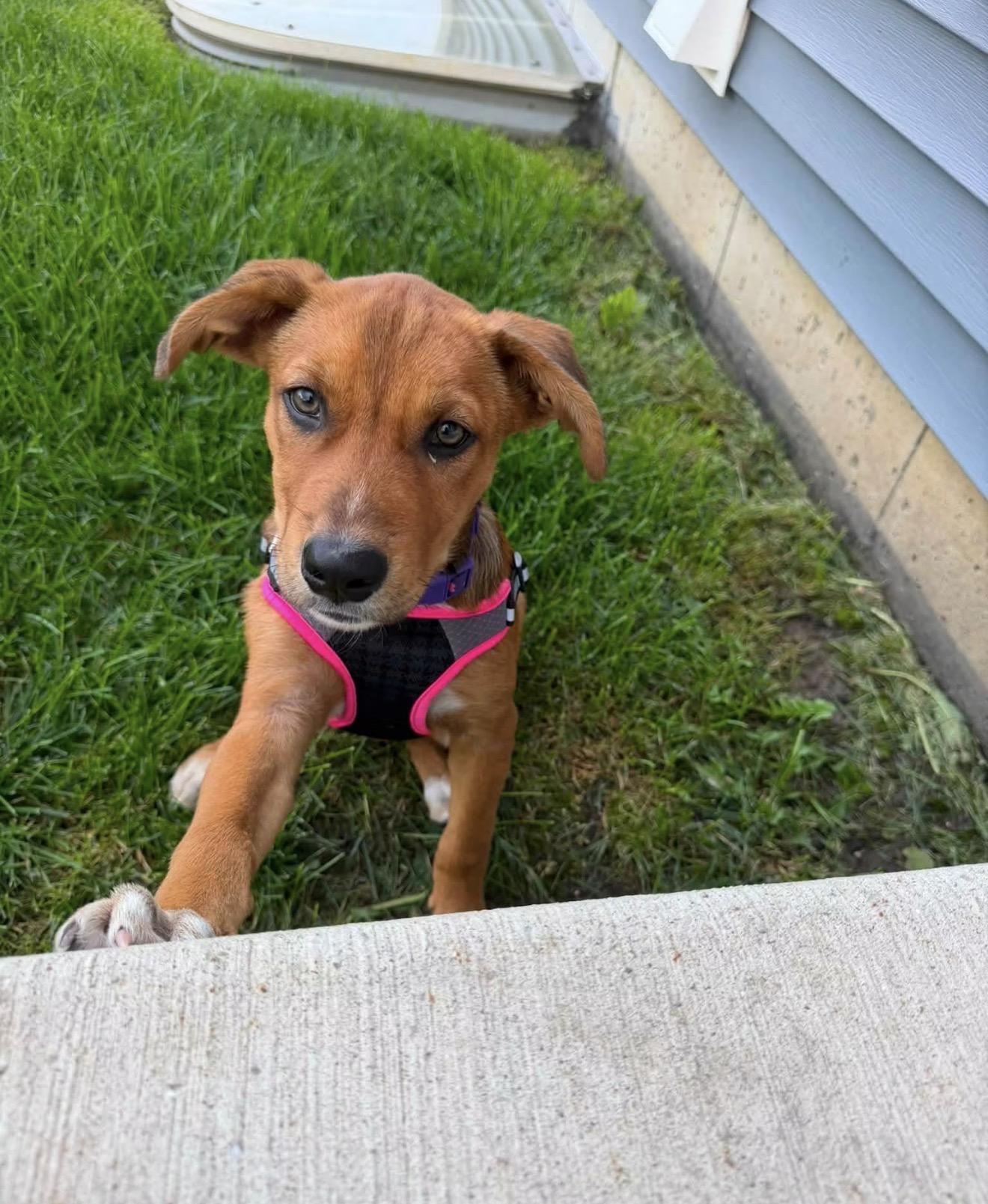 Enlarge Buttons, an adopted mixed breed in East Dundee , IL image 2/6
