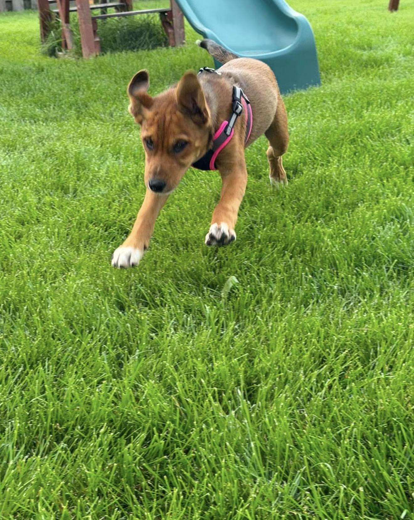 Enlarge Buttons, an adopted mixed breed in East Dundee , IL image 3/6