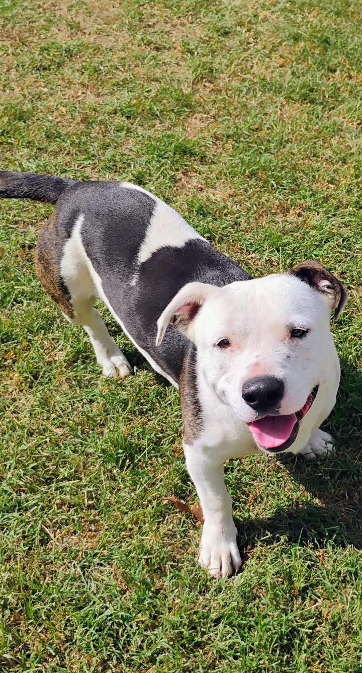 DUNNY, ADOPTABLE, Young Male Basset Hound.