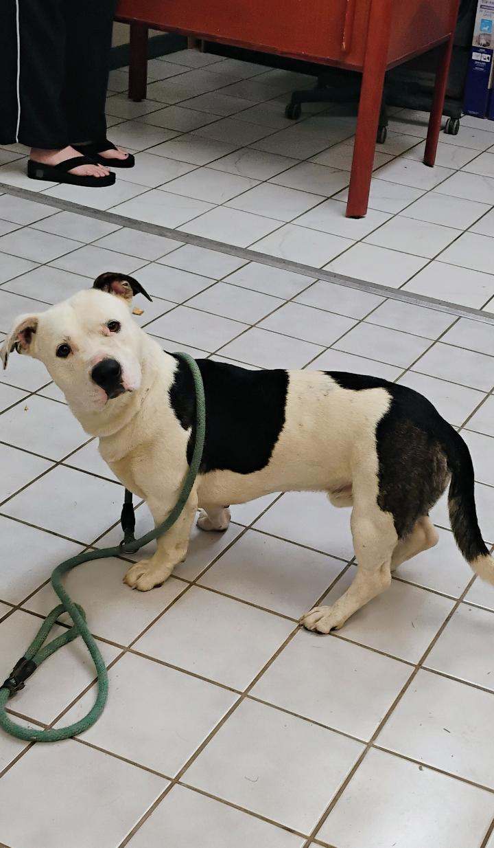 Enlarge DUNNY, a ADOPTABLE mixed breed in Saint Jo, TX image 2/2
