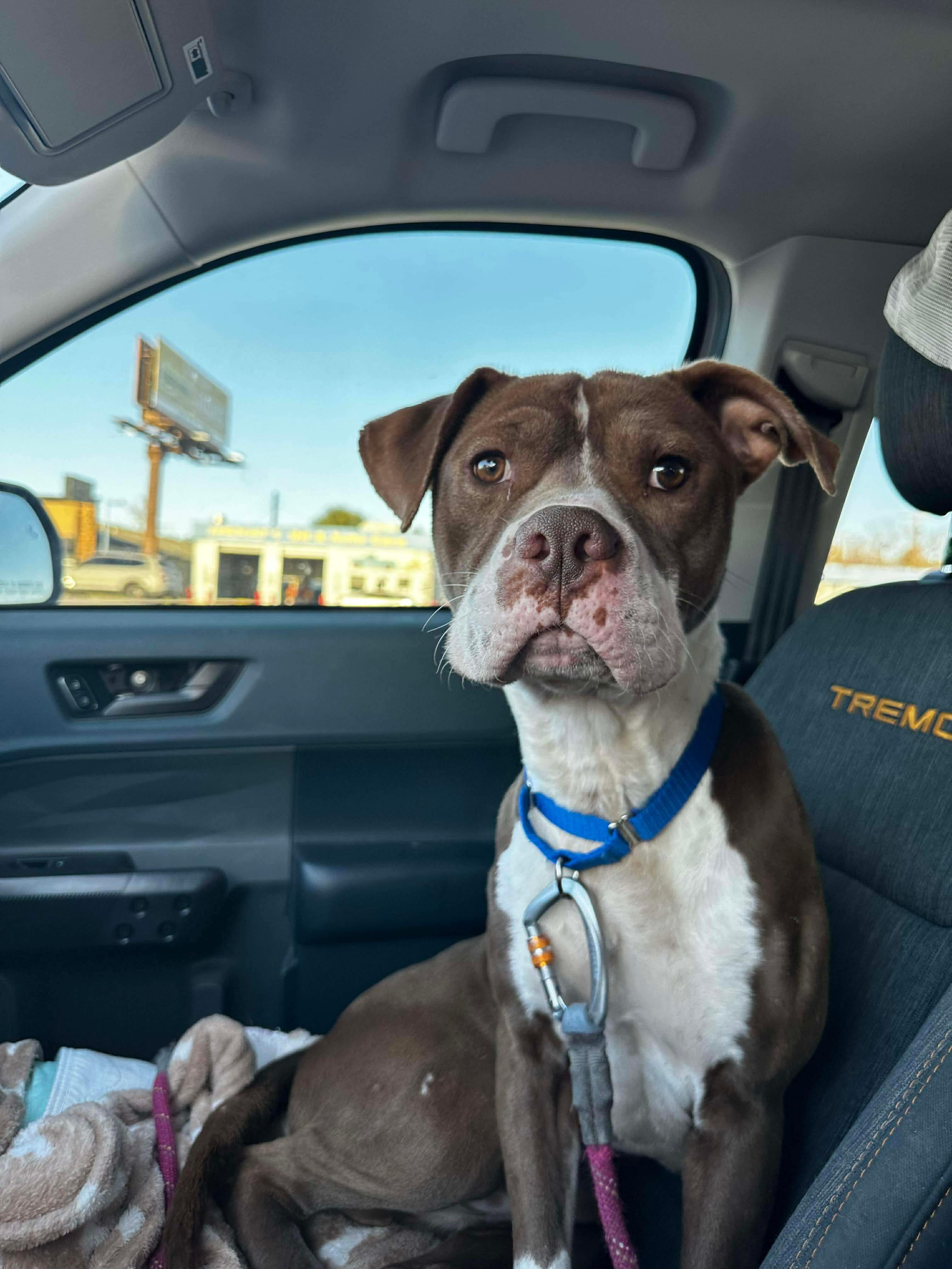 Enlarge Danny Boy, a Adoptable Pit Bull Terrier in Arlee, MT image 5/5