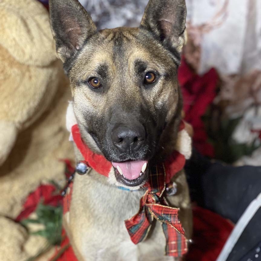 Fang Lovely Shepherd mix, a Adoptable mixed breed in Acton, CA image 1/4