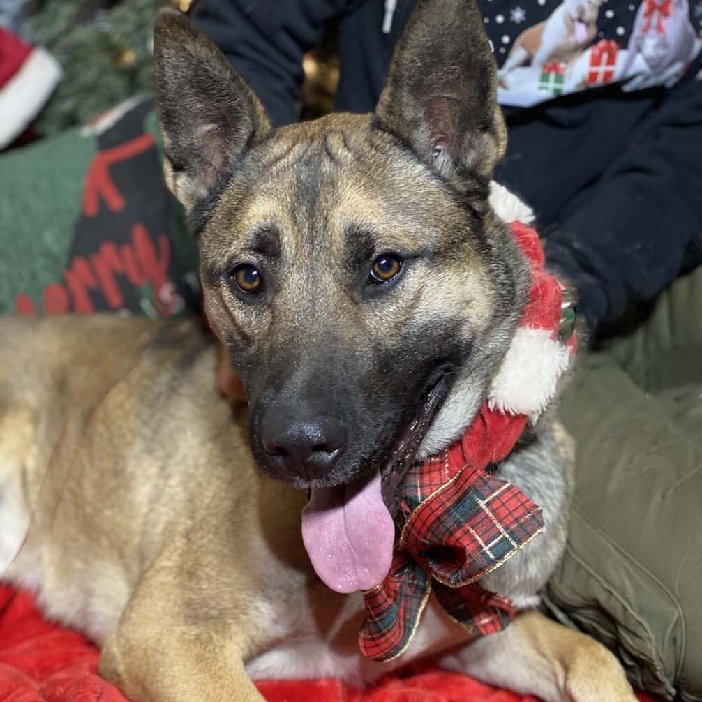 Fang Lovely Shepherd mix, a Adoptable mixed breed in Acton, CA image 2/4