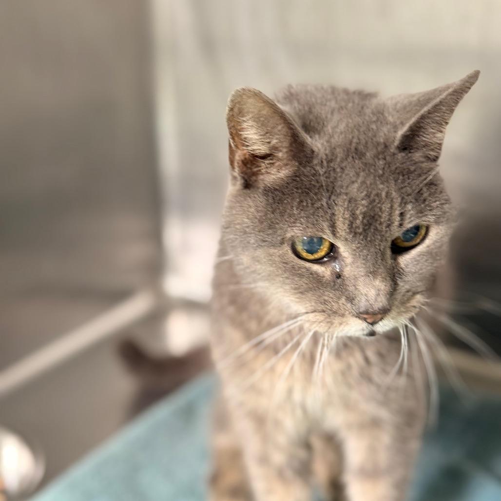 Enlarge Doris, a Adoptable Domestic Short Hair in Chariton, IA image 1/5