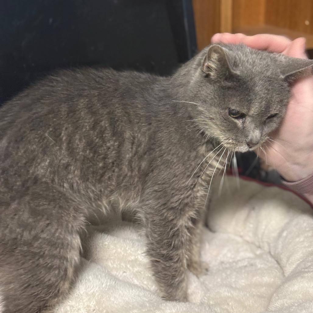 Enlarge Doris, a Adoptable Domestic Short Hair in Chariton, IA image 2/5