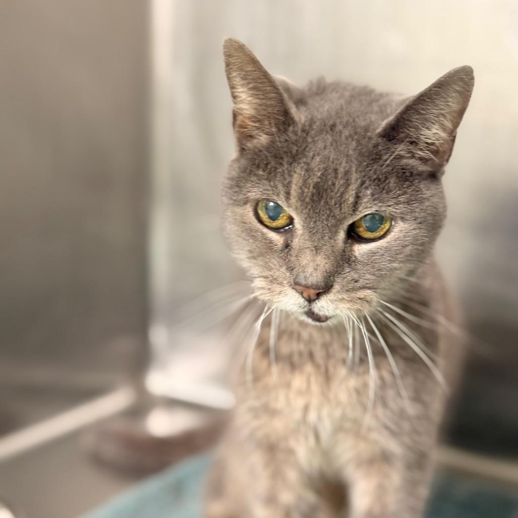 Enlarge Doris, a Adoptable Domestic Short Hair in Chariton, IA image 3/5