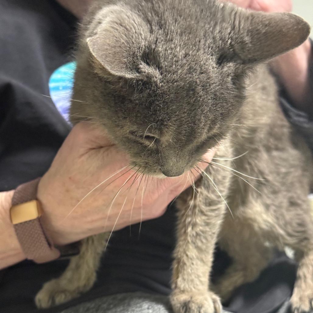 Enlarge Doris, a Adoptable Domestic Short Hair in Chariton, IA image 4/5