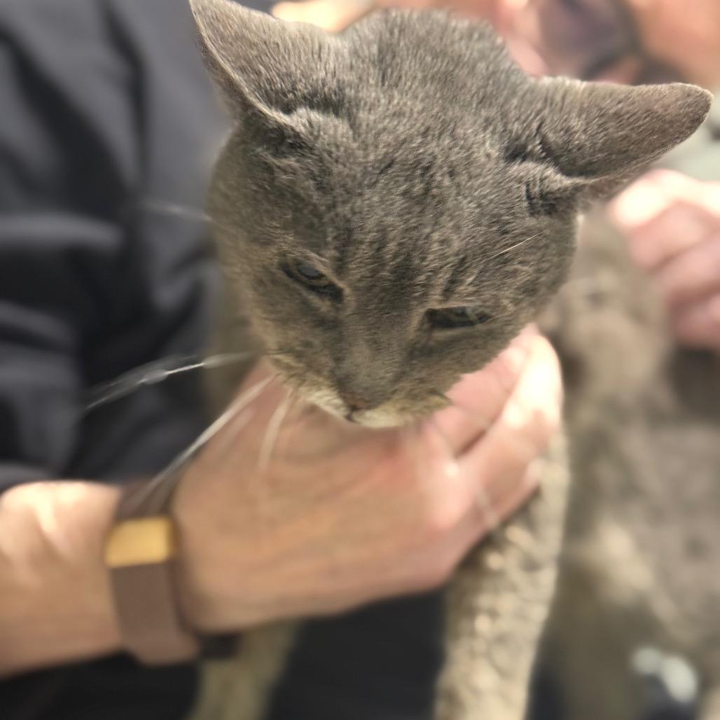 Enlarge Doris, a Adoptable Domestic Short Hair in Chariton, IA image 5/5