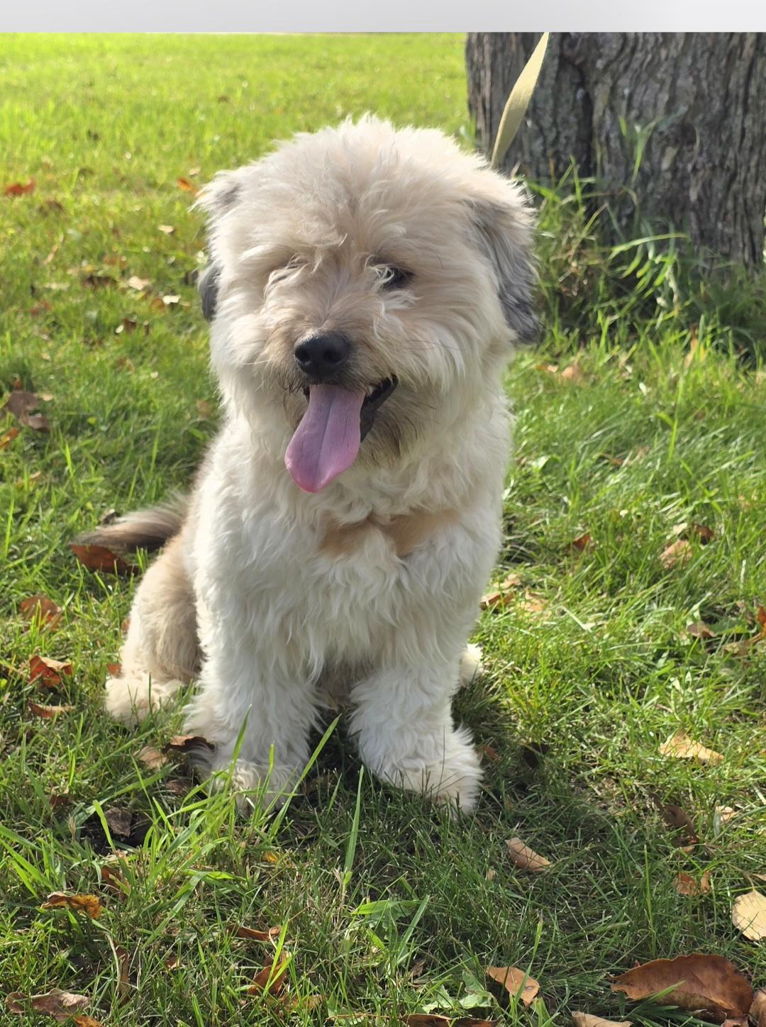 Grizzly-* adopted*, an adoptable Lhasa Apso, Miniature Poodle in Jamestown, ND, 58401 | Photo Image 4