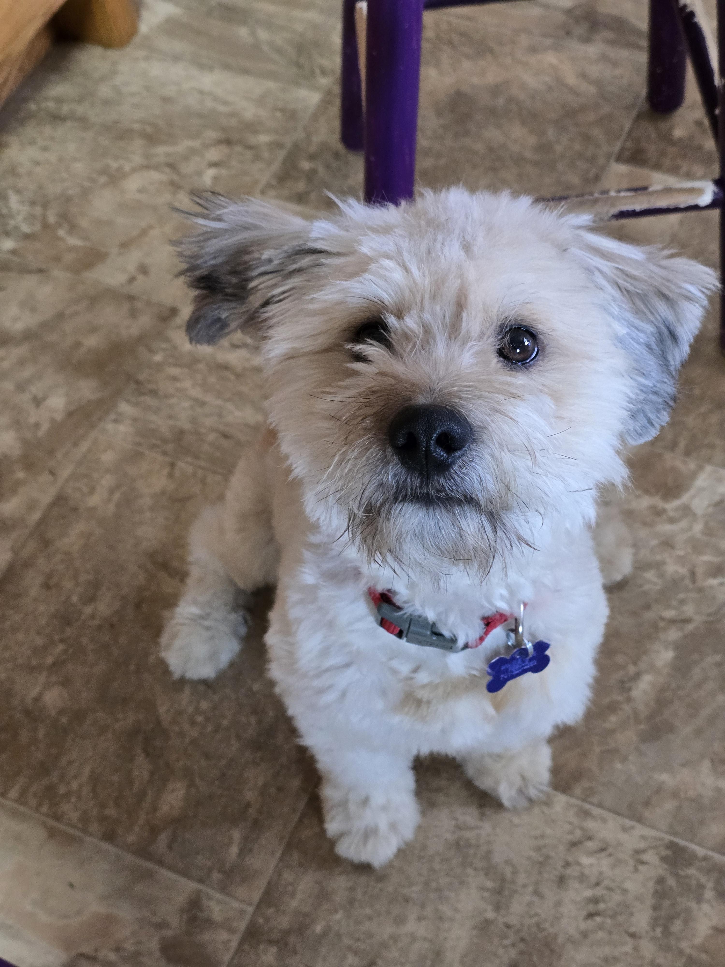 Grizzly-* adopted*, an adoptable Lhasa Apso, Miniature Poodle in Jamestown, ND, 58401 | Photo Image 6