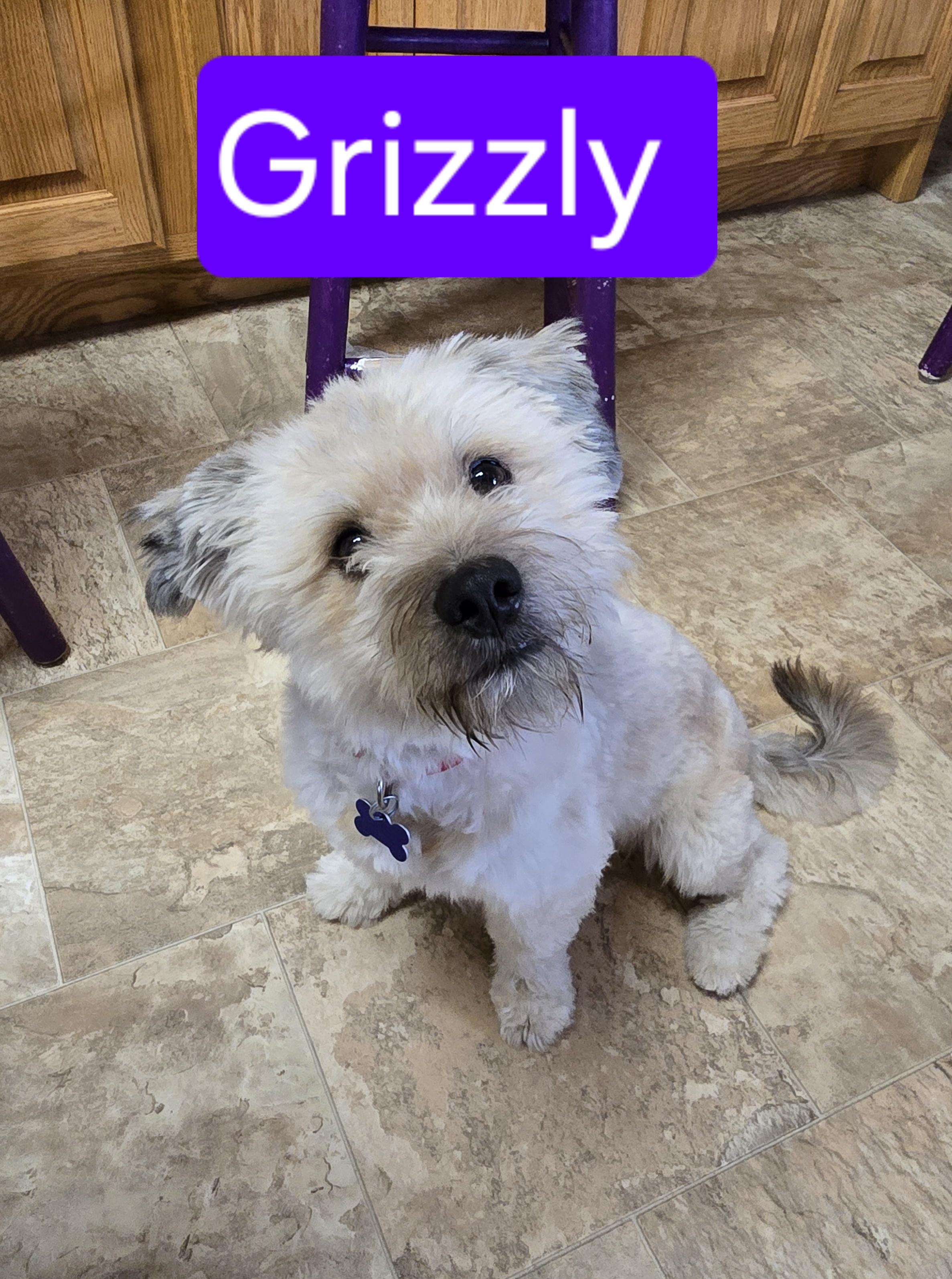 Grizzly-* adopted*, an adoptable Lhasa Apso, Miniature Poodle in Jamestown, ND, 58401 | Photo Image 1