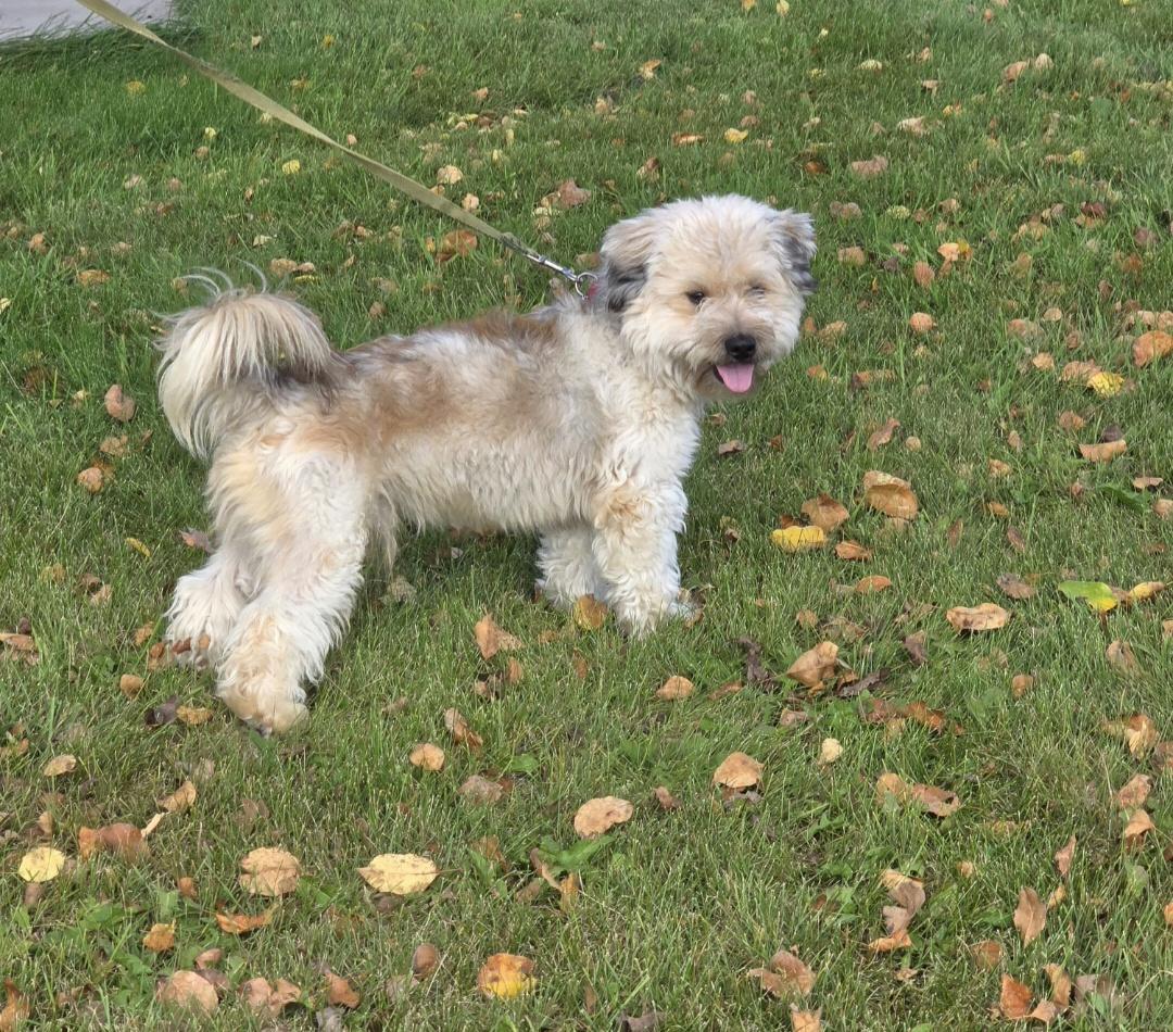 Grizzly-* adopted*, an adoptable Lhasa Apso, Miniature Poodle in Jamestown, ND, 58401 | Photo Image 2