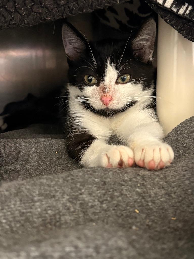 Noodle, Adoptable, Kitten Male Domestic Short Hair.